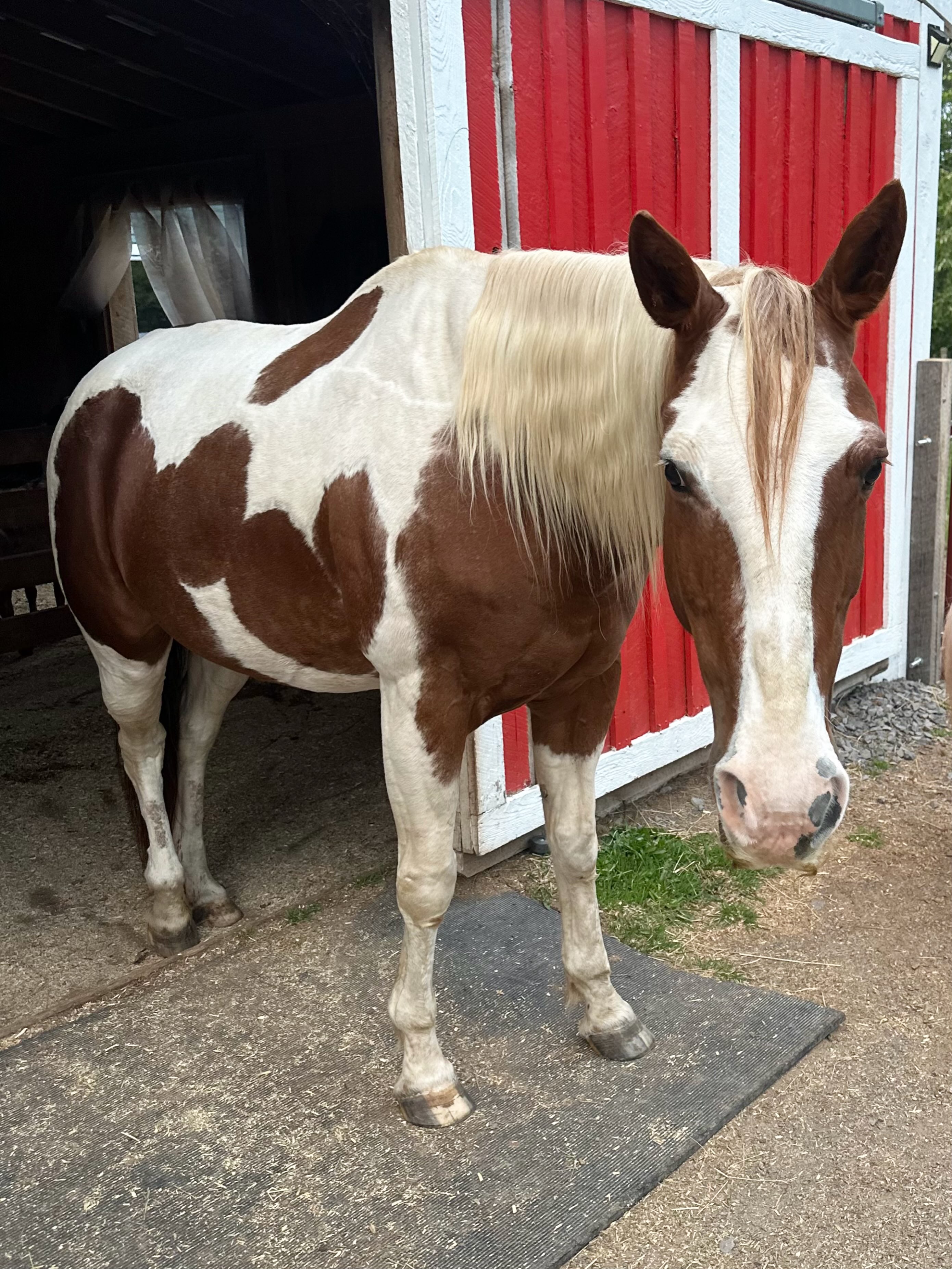 We had our vet out the other week because we noticed that Sunny was favouring her front left leg, particularly when she was standing. Our vet thinks she has navicular, or heel pain.
Navicular syndrome is associated with changes and degeneration of the structures within the back of the foot, including the navicular bone and the surrounding soft tissues. In older horses, these changes can be part of normal wear and tear over the years and can cause chronic heel pain.
Sunny is now on daily medication to help with her pain, and we’re happy to report that she seems much more comfortable already.
As animals get older, their care often comes with additional veterinary visits, medications and other expenses. We’re always so grateful to everyone who helps us provide the care our seniors need, especially when those unexpected vet bills start adding up.
If you’d like to help with Sunny’s recent vet bill, donations can be made here: https://lailo-general-fund.raiselysite.com or by e-transfer to lailofarmsanctuary@gmail.com
Thank you! ❤️