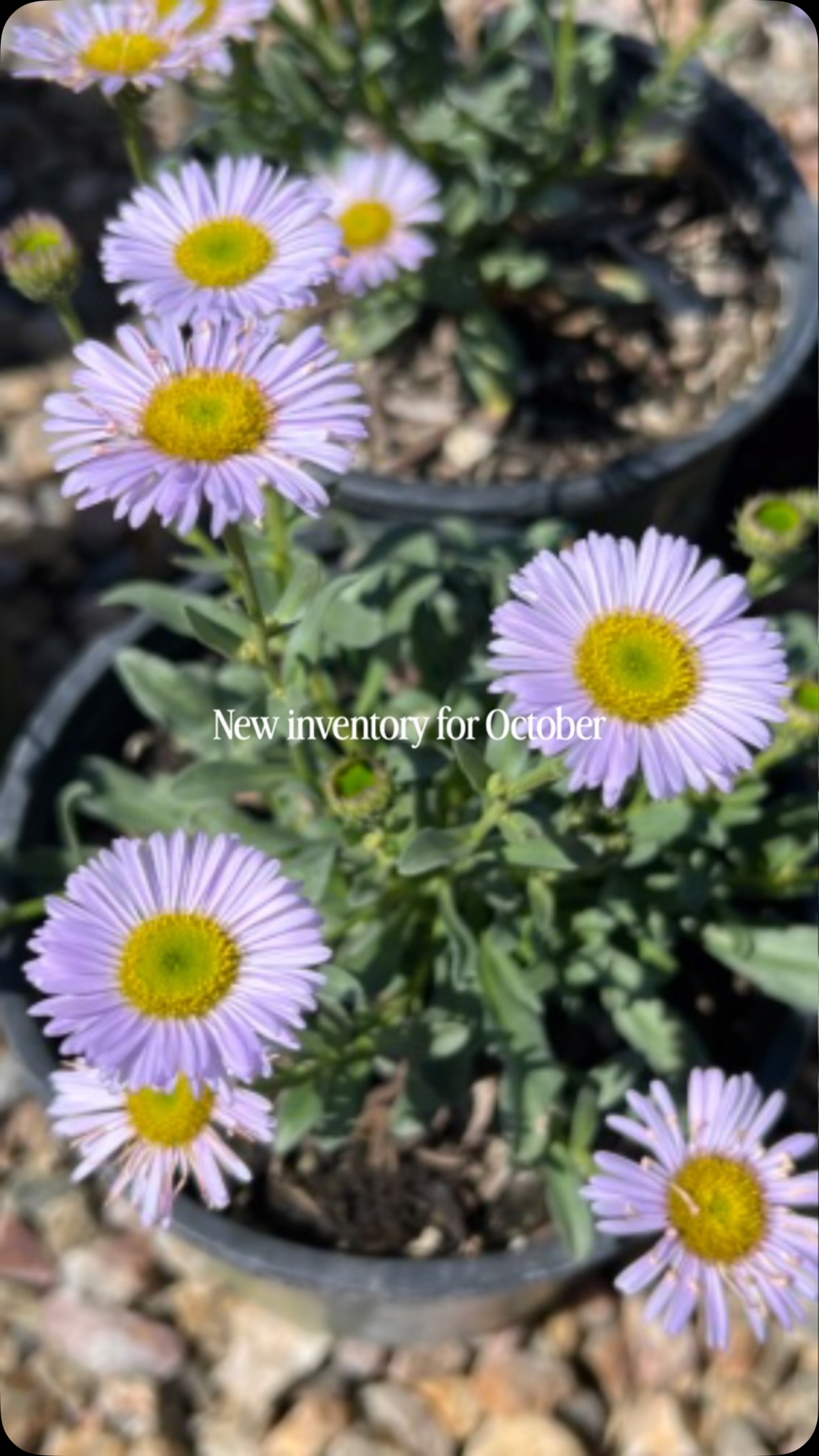 Check out all of our new and updated inventory at moosacreek.shop and moosacreeknursery.com.
We’ve added lots of 3” beautiful native favorites, including Achillea ‘Island Pink’, Erigeron ‘Wayne Roderick’, Heuchera ‘Canyon Duet’, Clinopodium douglasii, Monardella ‘Russian River’, Monardella villosa, Penstemon ‘Margarita BOP’, Salvia ‘Bee’s Bliss’, Salvia ‘Celestial Blue’, Salvia pachyphylla, Salvia ‘Pozo Blue’, Salvia spathacea, Verbena ‘Paseo Rancho’, and California Goldenrod (Solidago velutina ssp. californica).
Fall is one of the best times to get native plants in the ground here in California, giving them time to establish their roots while temperatures are cooler and winter rains are on the way. Whether you’re starting a new native garden or adding a few more plants to your landscape, now is a great time to plant!
#moosacreeknursery #californianativeplants #nativeplants #pollinatorgarden #fallplanting