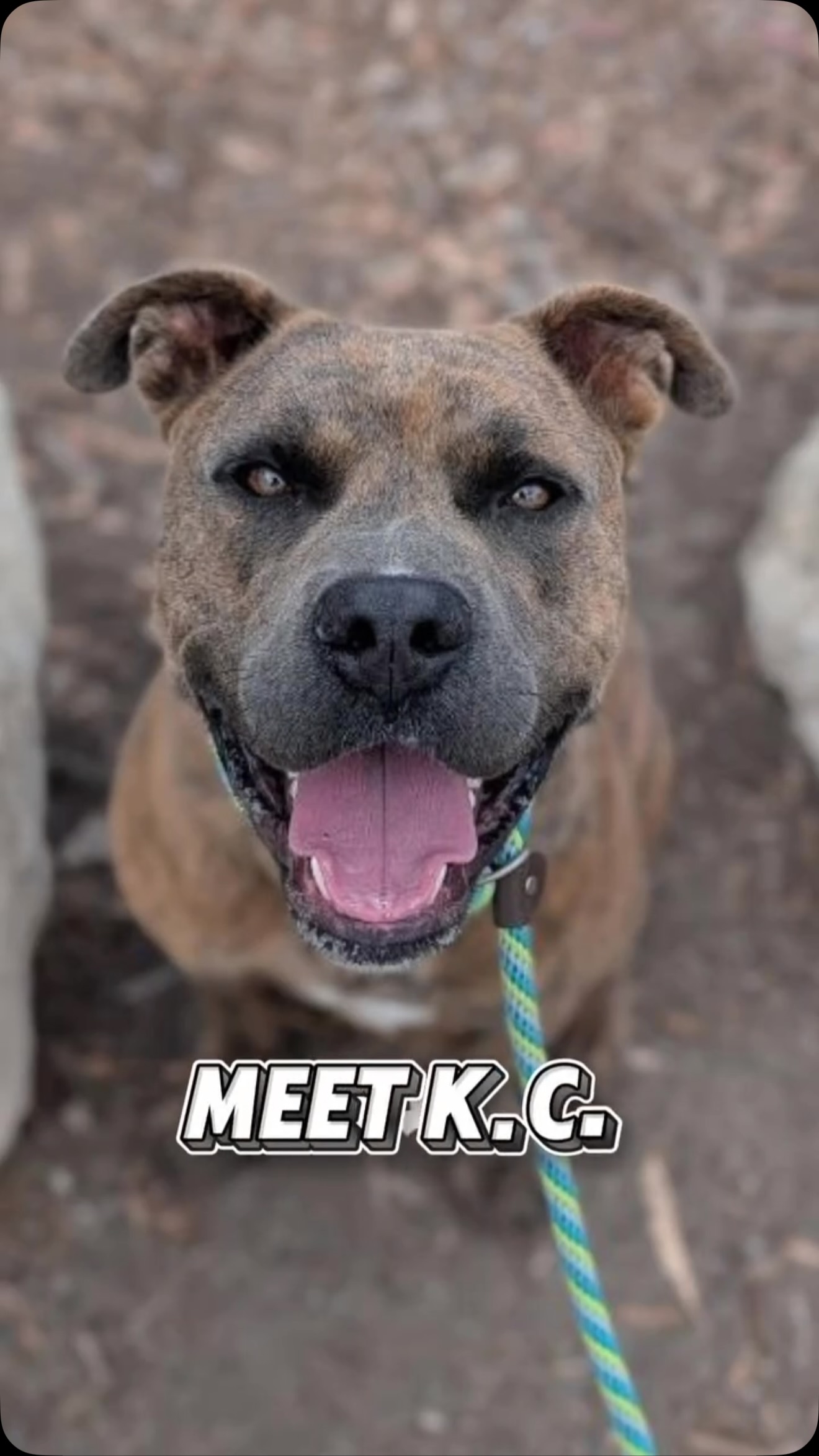 Come meet adoptable 🎉K.C.🎉 at Pit Bull Appreciation Day, Oct 10 at Marina Vista Park. He is a part of the Diesel Project by @k9kismet & is on the market for a foster or adopter. Reach out to @k9kismet for more info on good boy K.C. • Repost @k9kismet 📢 New DIESEL Project dog
Meet K.C. ❤️
A 1-year-old American Pit Bull Terrier with a great smile and that classic lovable pibble energy that says, “Hi! Are we best friends now?”
He recently spent some time away from @lbanimalcare with trainer @robertvillaneda, thanks to @friendsoflongbeachanimals sponsoring shelter breaks for LBACS dogs to help create much-needed kennel space.
That time away gave K.C. a chance to decompress, work on his manners and show everyone just how much potential is packed into that big ol’ noggin.
And he did GREAT. So great, in fact, that he’s officially joining the DIESEL Project so he can continue growing.
K.C. has done well with other dogs, has some pretty solid leash manners, rides well in the car and is, quite simply, a fun, happy fella who seems pretty thrilled about this whole being-alive thing.
Sometimes... perhaps a bit too thrilled. 😆
Managing all that enthusiasm is something he’s still working on. But K.C. is young, smart and very eager to please his human friends. So when given a reminder that not every emotion requires a full-body celebration, he pretty quickly picks up on what you’re layin’ down.
K.C. is the kind of dog who’s ready to tag along for whatever you have planned.
Walk around the neighborhood? He’s in.
Adventure? Absolutely.
Snacks? Please see previous answer.
Basically, K.C. has all the makings of one heck of a sidekick.
Our DIESEL Project volunteers will help him keep practicing what he learned and build on the skills he’ll need for his next big job:
Being somebody’s BFF.
(Aka Best Forever Friend.)
And like all DIESEL Project dogs, K.C. comes with a little something extra. @k9kismet will sponsor a complimentary training session for his adopter with one of our program trainers to help everyone start off on the right paw.
Welcome to the crew, K.C.
K.C. Pet ID #A761917
Neutered male American Pit Bull Terrier
Weigh