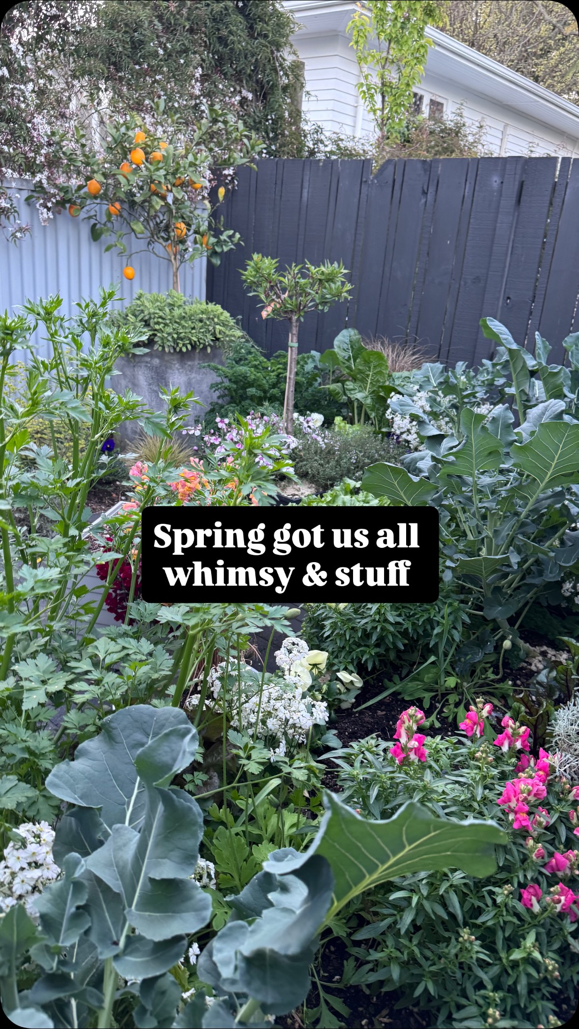 The soil has boosted ! The buds are bursting ! The flowers are emerging ! ITS OUR TIME GARDENERS!