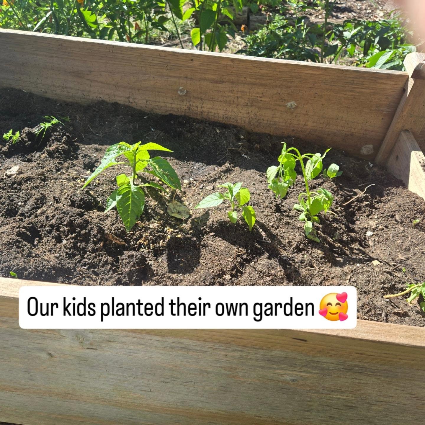 Our kids planted their own garden 🥰
...did they steal plants out of my garden.... absolutely 🤣
...is it a little late (almost oct) to be planting sunflowers... 100%
... am I one proud momma... you bet!
Our kids learn by watching, listening, and participating in what we are doing.
Our kids have spent many summers in the garden with me. Usually just picking fruits and veggies to eat... but this time they planted their own!
We pray this is a skill they will learn and use for many years to come... but for right now we are just going to smile and say great job!
How do you involve your kids in the garden?