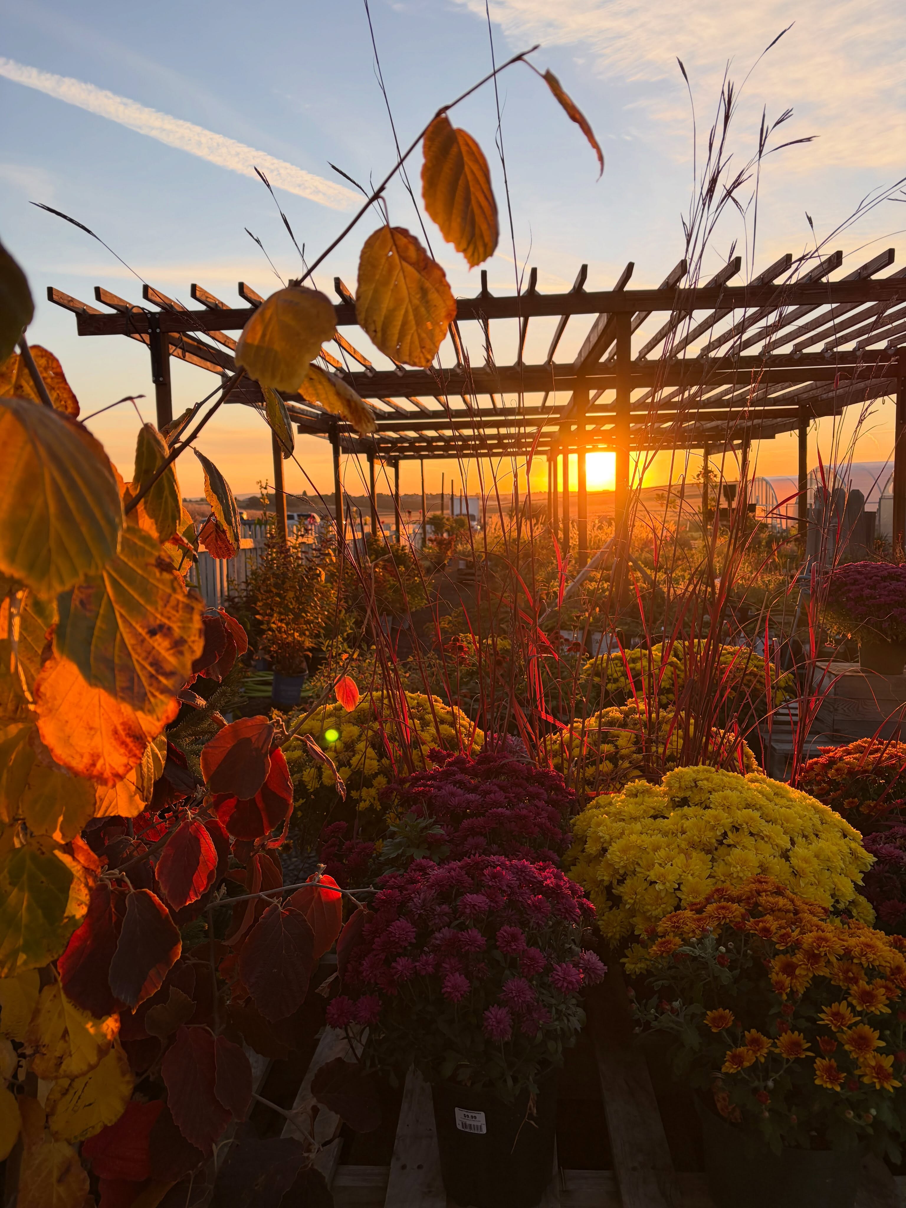 Todayโs the day! ๐ Fall Celebration at the nursery! ๐ป Canโt wait to see you here!