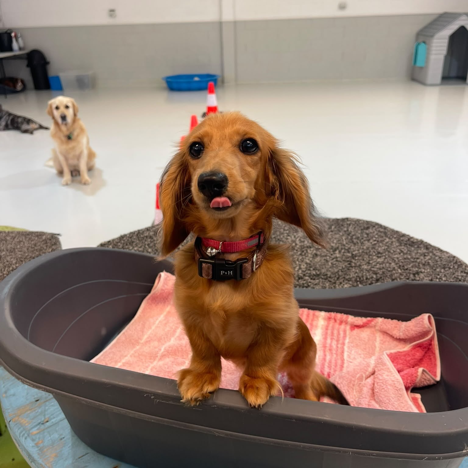 Thursday fun part 1 🥰☺️🐾🐶💛
#dogfun #happydogs #doggydaycare