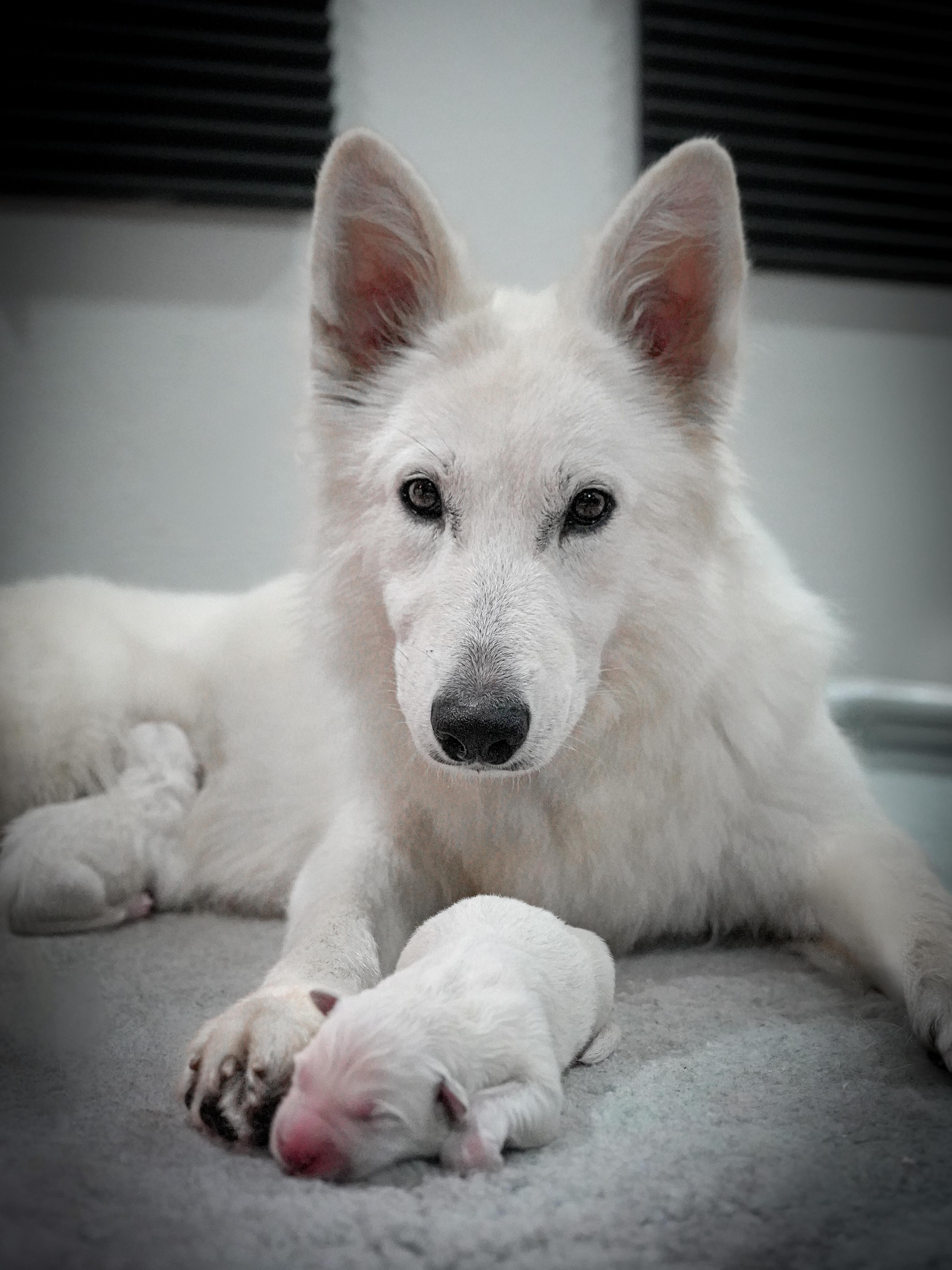 Safe to say I’m very behind on updates, but this is one we’re so excited to finally share: introducing our P litter, born September 25th.
Yadiel Dzsemilstar Ulissa (Ulissa) delivered three beautiful, healthy girls sired by Of Trebons Berger Blanc Shotgun (Bolt).
This is a repeat breeding, and one we were especially looking forward to. Ulissa is also the mother of our L litter, and those six puppies have grown into everything we could have hoped for, confident, correct, well-rounded, with incredible temperaments.
Seeing how that first litter has developed made the decision to repeat this pairing an easy one. We’re excited to watch these three girls grow and see the qualities we loved so much in their older siblings begin to shine through again!
Three little girls, all doing beautifully, and already very loved. Welcome to the world, P litter.
—
#bergerblancsuisse #whiteswissshepherd