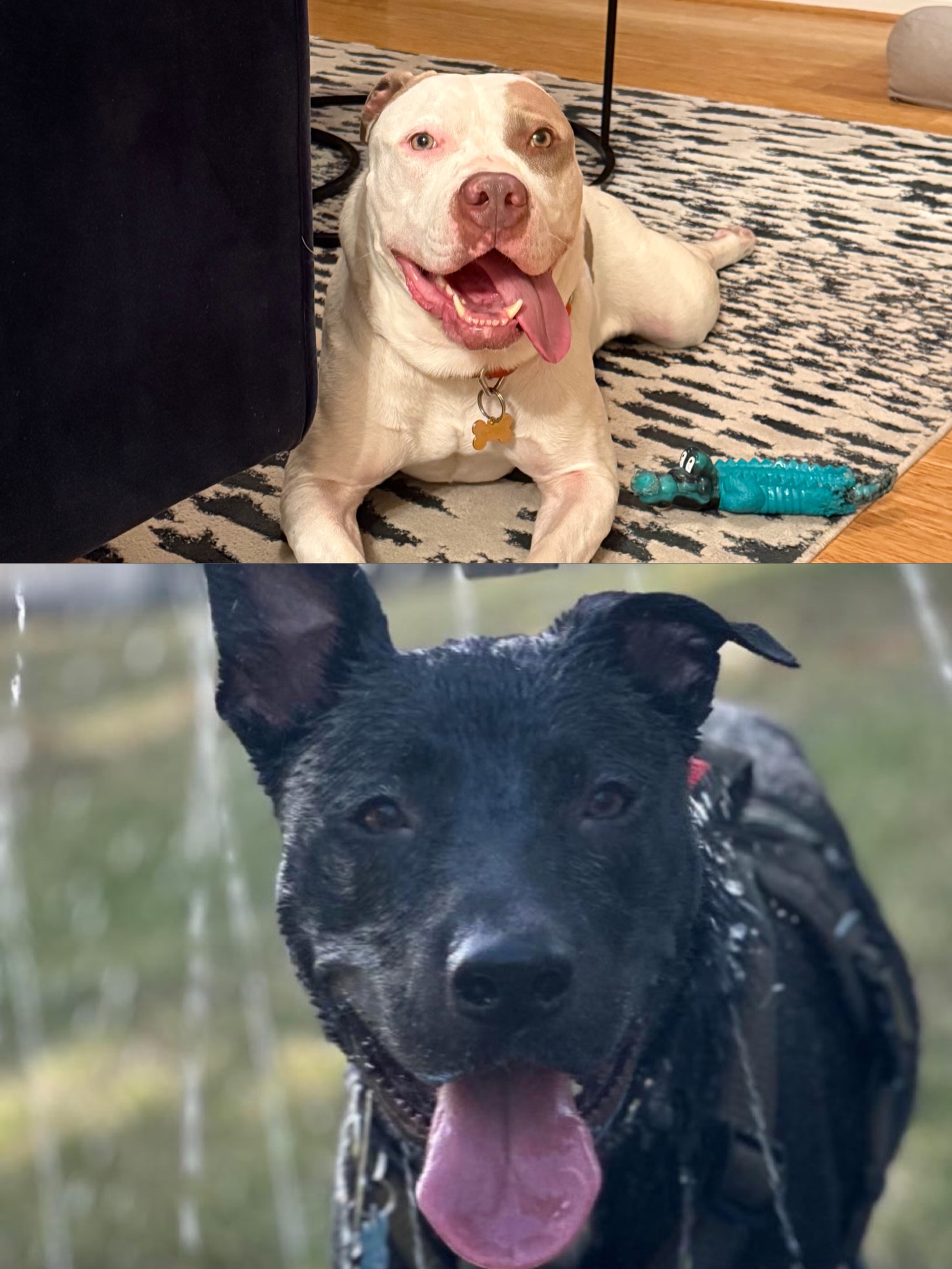 Unfortunately, in the midst of more than 8 dogs needing to find temp fosters this weekend, no one was able to step up for Bjorn or Neptune and we were faced with the unfortunate decision to board them.
We are working with a new boarding facility this time, father out in Maryland that is indoor/outdoor and a bit quieter. They are also slightly cheaper at $39 per night instead $55.60 at our usual boarding facility.
‼️What we need from our community is‼️
🏡 Foster: Step up to temp foster dogs like Neptune, Bjorn, and the others we have in need. Many just need a few days to crash in a safe home. And while they will have so much freedom to romp in this new facility, every foster coverage deserve a home even if for a night, 3 days, or 10 days like these pups.
🤝 Share: we know there are fosters out there for both these pups! While this round is temporary, coverage only until the 11th, both dogs are facing needing a full time foster in the coming weeks or months. Sharing helps us reach other foster homes we can’t reach on our own!
💰 Donate: donating towards their costs will make a huge difference for us. Bjorn’s stay is $429 and Neptune’s is $390. While there is significant savings by using this facility, more than $800 on boarding means necessary financial resources are being diverted to boarding
🚗 Drive: We need drivers to get both pups to and from boarding so if you’re up for a longer drive, we’d love the help!
🎪 Volunteer: Help spread the word about Laila’s Legacy, finding fosters, volunteers, and donors, at adoption and community events!
Thank you ALL who have helped spread our emails, brainstormed with us over text, posted on social, and supported us!
💜
—
#fosterneeded