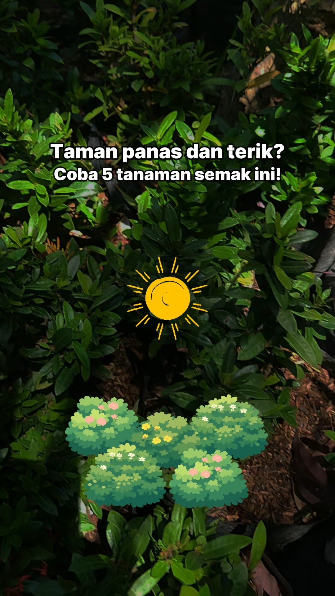 Taman panas dan terik? 🌿☀️
Berikut 5 tanaman semak yang bisa menjadi pilihan untuk area yang mendapat banyak sinar matahari
Cocok untuk border, pembatas, maupun mengisi area taman agar tetap terlihat hijau dan menarik.
Tertarik dengan salah satunya?
Hubungi kami untuk info stok & harga
#tanamanhias #tanamansemak #tanamantahanpanas #tanamanbali #tamantropis #tanamanbunga #indotropicalplant