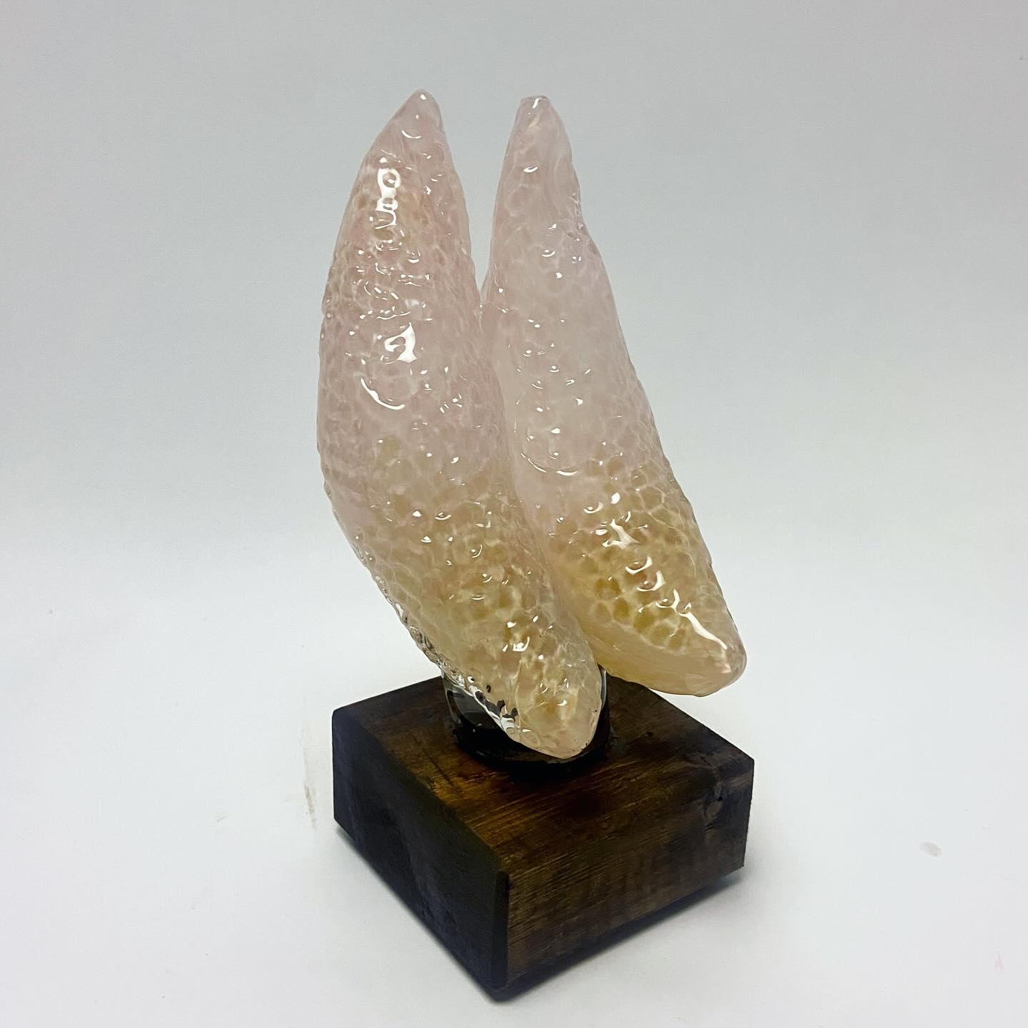 Custom Thymus sculptures shipping out! 🌟
I didn’t know what thymus was until this commission. It’s a small organ in the upper chest behind your breastbone that trains t-cells to fight infections.
I feel like it’s one of those things you know about only when it doesn’t work…
Such a fun project! I’m currently open for organ commissions, I’m trying to make them all! Currently have a custom male reproductive system in the works 👀
#thymus #glasssculpture #anatomy #humananatomy