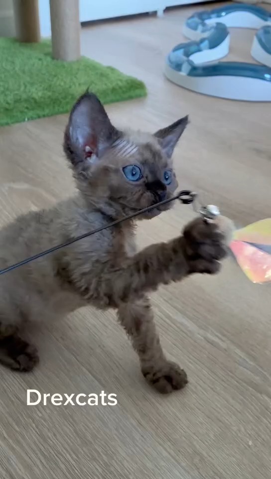 Happy Friday! Ready for the weekend! 🎉😎
Drexcats Cattery
Devon Rex NJ, USA
#DevonRex
#devonrexcat
#devonrexkitten
#Drexcats