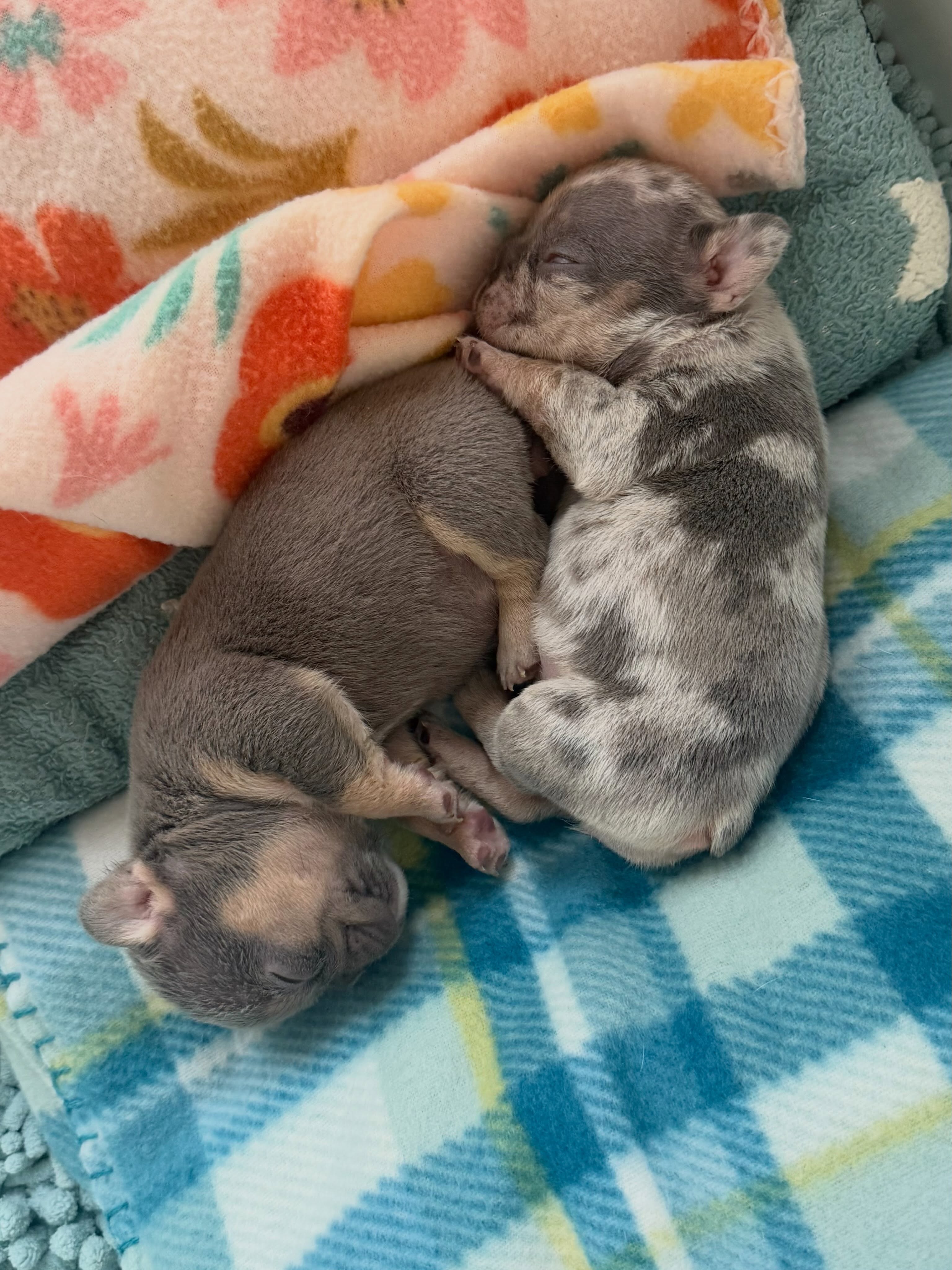 My little Yin and Yang! ☯️
#sweetbabies #lilacandtanmerle #lilacandtan #sapphirebluefrenchies
