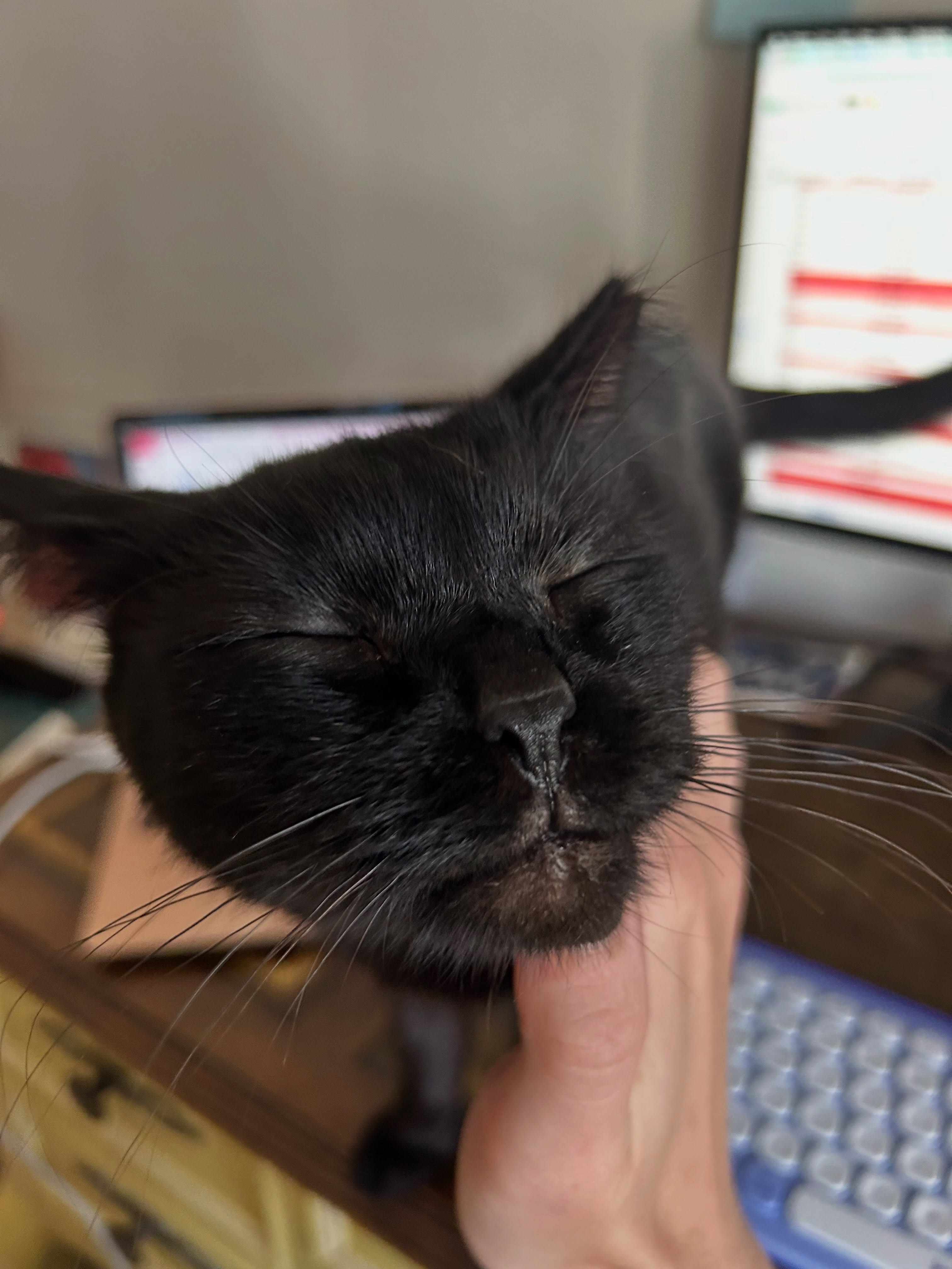 Mama Mars is soooo sweet! 🥹🖤 We can’t wait for this girl to find her forever home! Mama kitties have so much love to give!