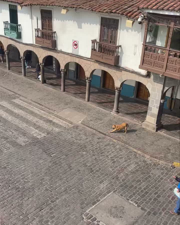 This year I had the opportunity and privilege to return to Peru, for a second time. The culture surrounding dogs there is completely different from what we have created here in the US.
Most dogs in Peru are free roaming, meaning that they are not kept in houses or yards all day. So many of my friends, colleagues, and clients respond with sadness and frustration to see photographs of these free roaming dogs and what their lives may be like as “strays”. But observing them has completely changed my own perspective and opinion on their existence.
While of course, there is an occasional dog that is skinny or maybe suffering from skin issues or injuries, these dogs appear wholly relaxed, calm, and content in their life of total autonomy.
They move about freely, choosing who they want to interact with and who they don’t, with no restrictions and no forcing them to be what they are not. I could count on one hand the number of leashes I saw in a 10 day period. It’s pretty clear to see that the fewer the leashes, the fewer displays of aggression. This was such a stark contrast to how we live with dogs here, full of limitations, restrictions, and little to no autonomy.
It was a really beautiful thing to just see everyone coexist: people and dogs together, without physical barriers and limitations.
Our own negative beliefs stemming from the culture we were raised in can blind us from being able to see other perspectives if we are not careful. I’m grateful for my time in Peru and being able to see a completely different side of the species that we love so much.
I will definitely be sharing more on the dogs that I had the privilege of observing in my travels the last few years.
#RotNDog #RotNDogTraining #dogtrainer #dogtraining #dogbehavior #soflo #palmbeach #broward #puppies #puppytraining #gooddog #goodpuppy #obedience #aggression #fear #anxiety #behavior #training