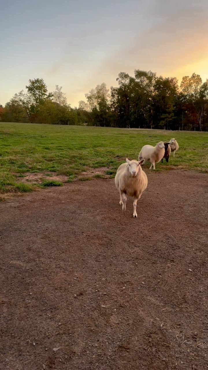 Calling Sunny in for the evening. The sheep got excited too!
#farmsanctuary #rescue #annapolisvalley #bekindtoallkinds #happyherd