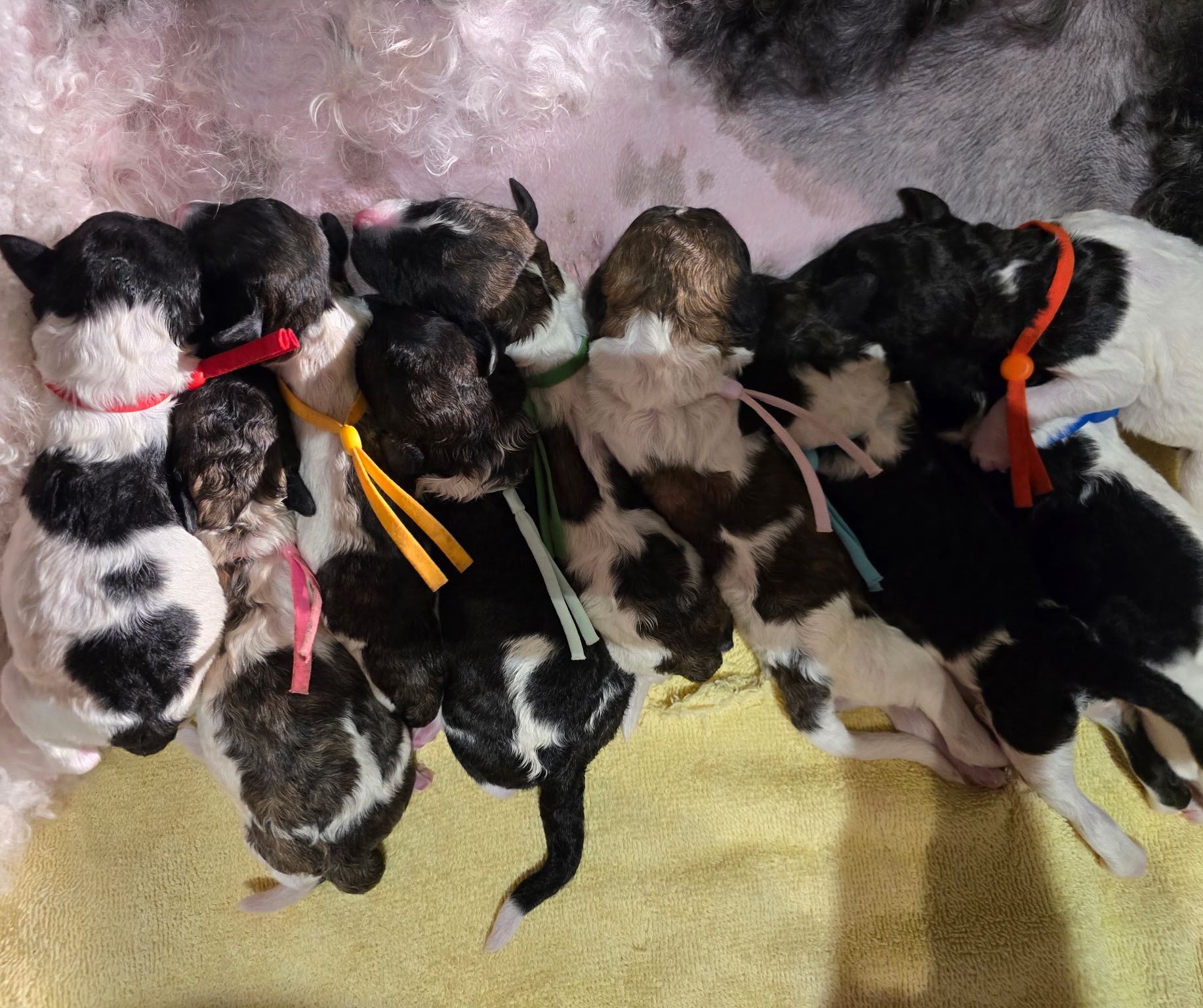 Paradise puppies, early feeding with momma Midnight π€ #Princetin #Encantos #Poodle #UKC #AKC