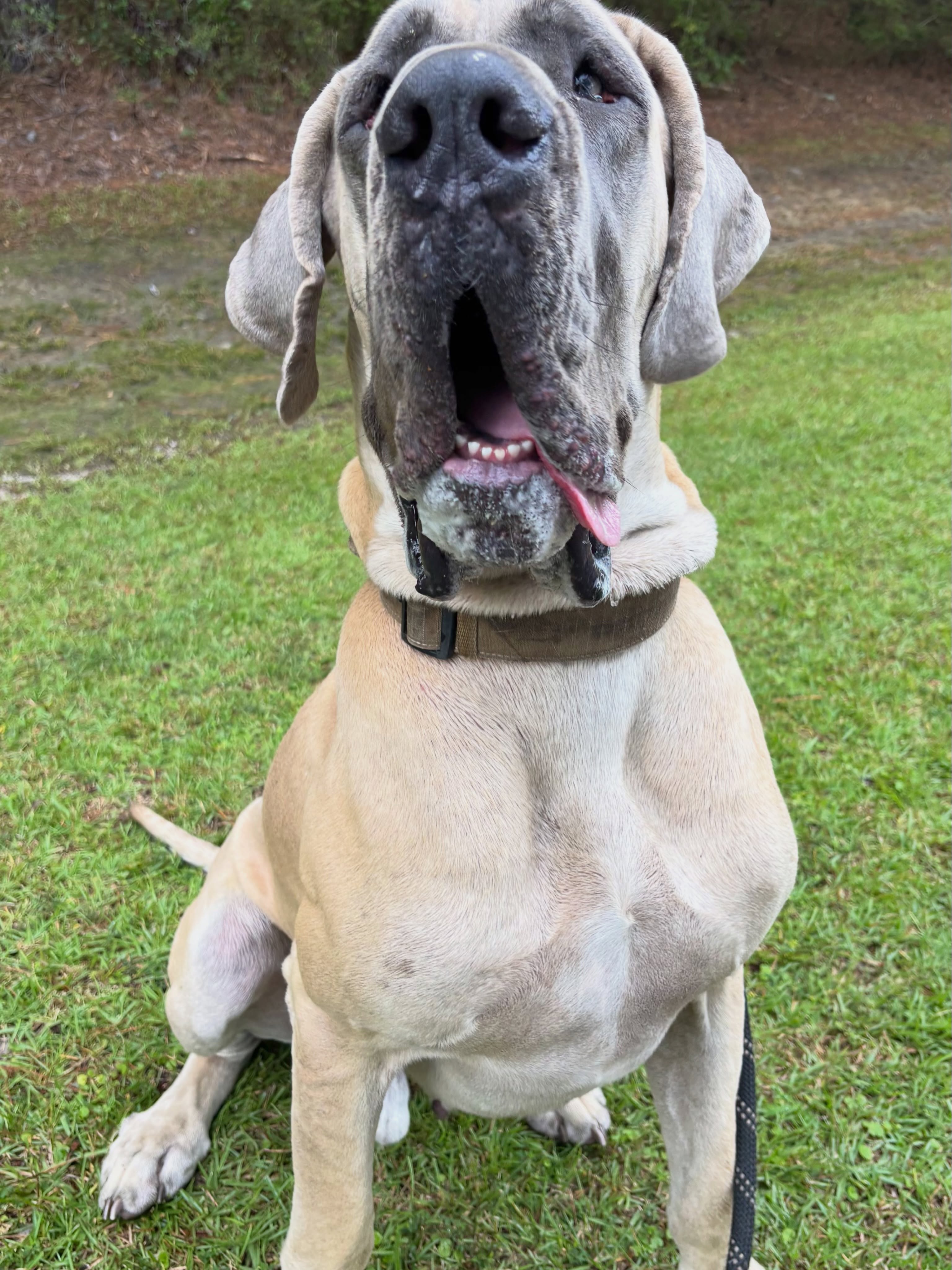 Meet Louie, 150 lbs of pure love, zero personal space, and drool for days 😂
When your dog’s head sits right at your hip, giant breed life comes with a whole new set of rules. We’re officially starting Louie’s training journey to turn all that giant puppy energy into calm, effortless focus.
#GreatDane #GiantBreed #GentleGiant #BigDogLife #dogsofsavannah