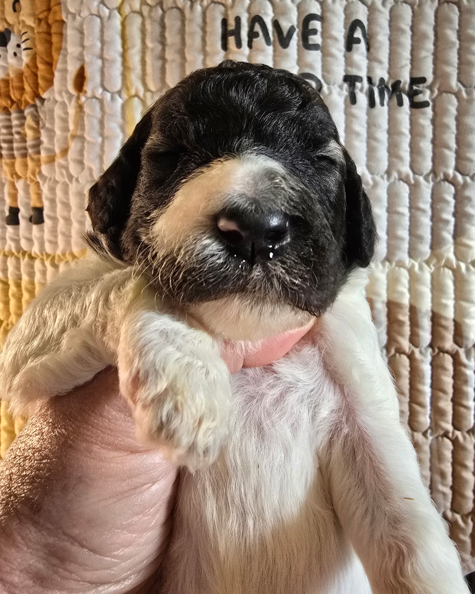 The second baby of the Paradise litter, Oasis (F) π©·
Midnight Γ Sage
Born September 10, 2026, at 11:16 PM
Birth weight: 10.0 oz
Color/pattern: Brindle parti
Midnight β AKC PR25003604 | CHIC 202898
Sage β AKC PR26570402 | CHIC 205008
@princetinpaws @encantospoodlepr
#poodle #puppy #newborn #AKC #UKC