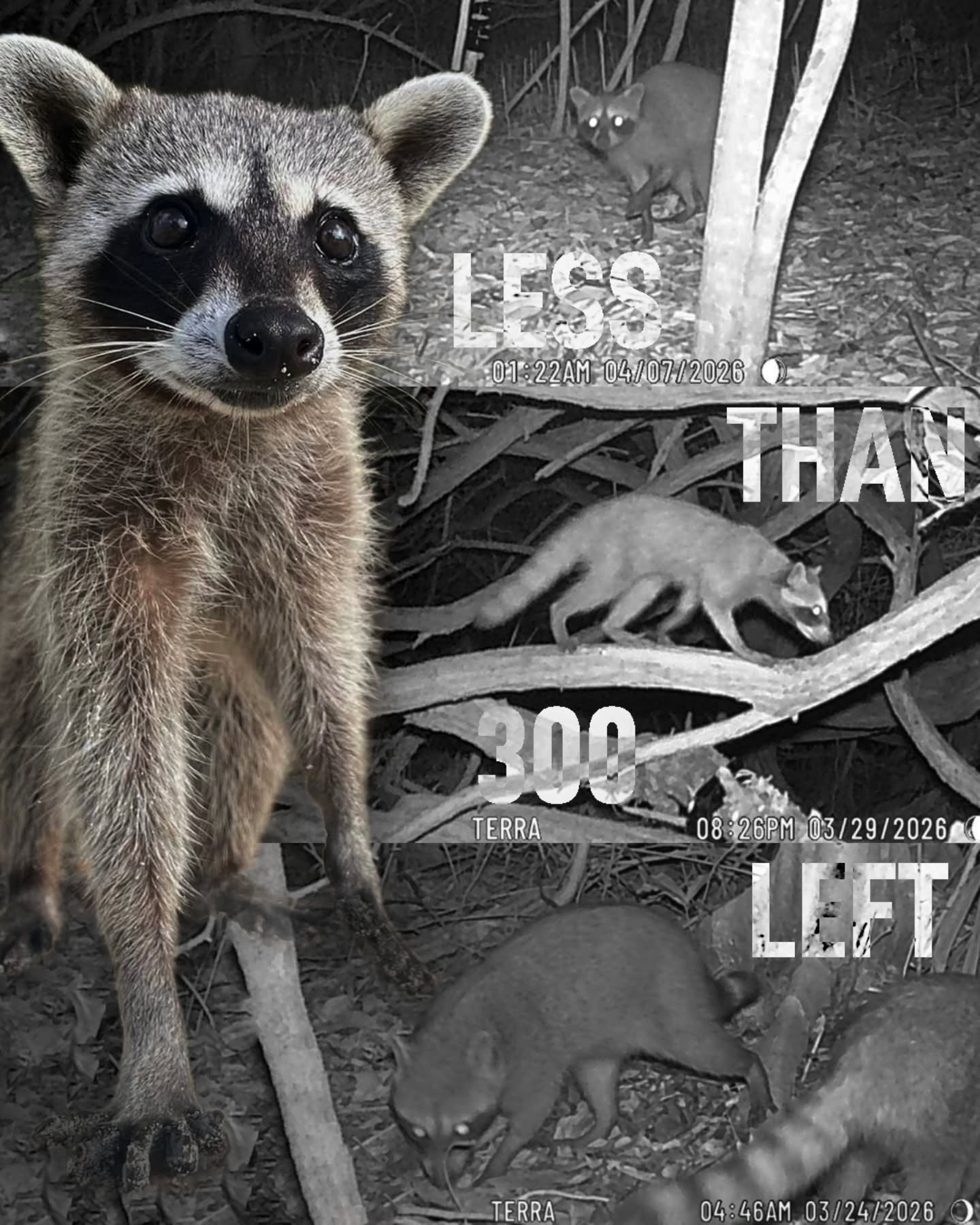 The pygmy raccoon is one of only three raccoon species in the world and is found nowhere else but the small island of Cozumel, Mexico. With habitat loss and road mortality continuing to threaten the species, the pygmy raccoon is listed as Critically Endangered by the IUCN, with fewer than 300 individuals estimated to remain.
Thatโs why weโre combining technology with hands-on conservation to better understand where these raccoons live and how they move across the island. Working alongside local biologists, we have deployed the largest remote monitoring network ever established on Cozumel, covering more than 100 kmยฒ of habitat.
This monitoring will help us identify the habitats that are most important to pygmy raccoons, while also showing us where they are moving across roads and other high-risk areas. By identifying these potential collision hotspots, we can work with local partners to develop and implement solutions where they are needed most.
You can be part of protecting the pygmy raccoon. Visit the link in our bio to learn more about our work on Cozumel or donate to help support conservation efforts ๐ฆ
๐๐ฆ๐บ๐ฆ๐ฏ๐ฅ๐ข ๐ฆ๐ฏ ๐ฆ๐ด๐ฑ๐ขรฑ๐ฐ๐ญ ๐ฆ๐ฏ ๐ญ๐ฐ๐ด ๐ค๐ฐ๐ฎ๐ฆ๐ฏ๐ต๐ข๐ณ๐ช๐ฐ๐ด ๐ฅ๐ฆ ๐ข๐ฃ๐ข๐ซ๐ฐ
๐ท: Rafael Chacรณn (@greenpezcoz)
#Raccoon #Raccoons #EndangeredSpecies #WildlifeConservation #Technology