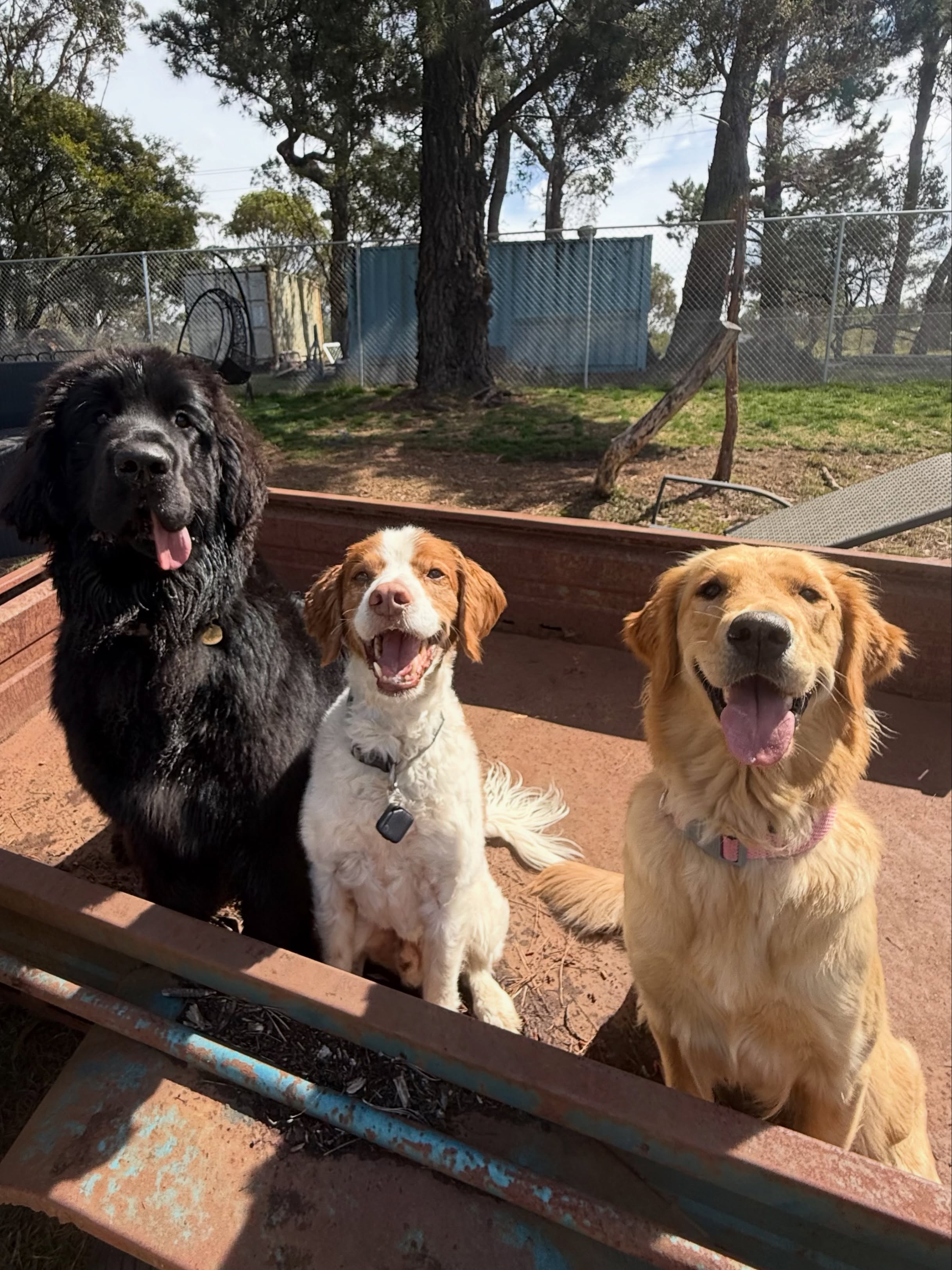 Big dogs enjoying the big sun!
#DogBoarding #PetResort #DogHotel #DogLovers #HappyDogs