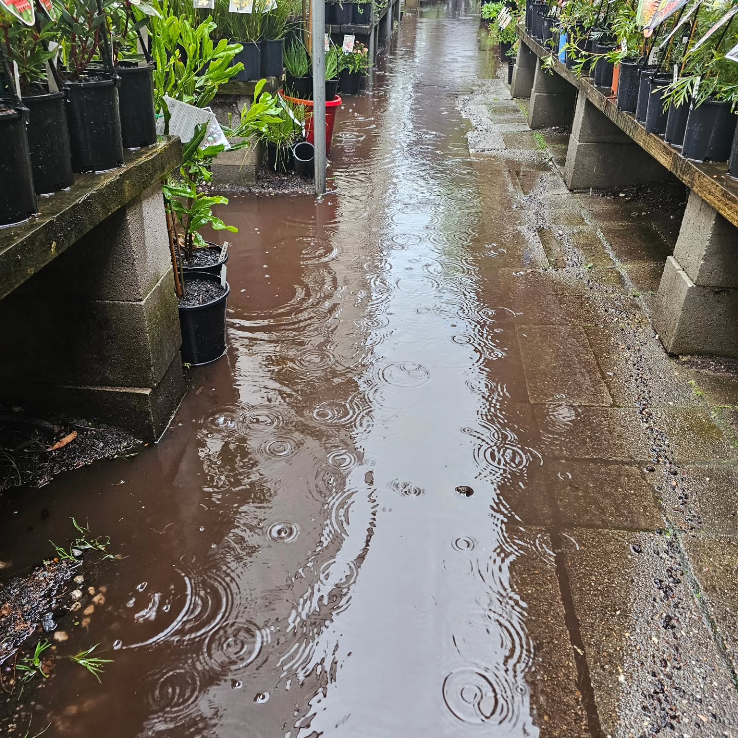 The rain is wonderful for our gardens as we had become quite dry in this region after a fairly wet early winter.
But that means the nursery is quite flooded at the moment so if you are dropping by today, dont forget to wear your gumboots (unlike some of us, guilty!)
Tomorrow will be much drier and the water wil have subsided. Hope to see you over the weekend.
#rainrainrain☔️☔️☔️ #lovetherain #drivesafely #lovethynative
