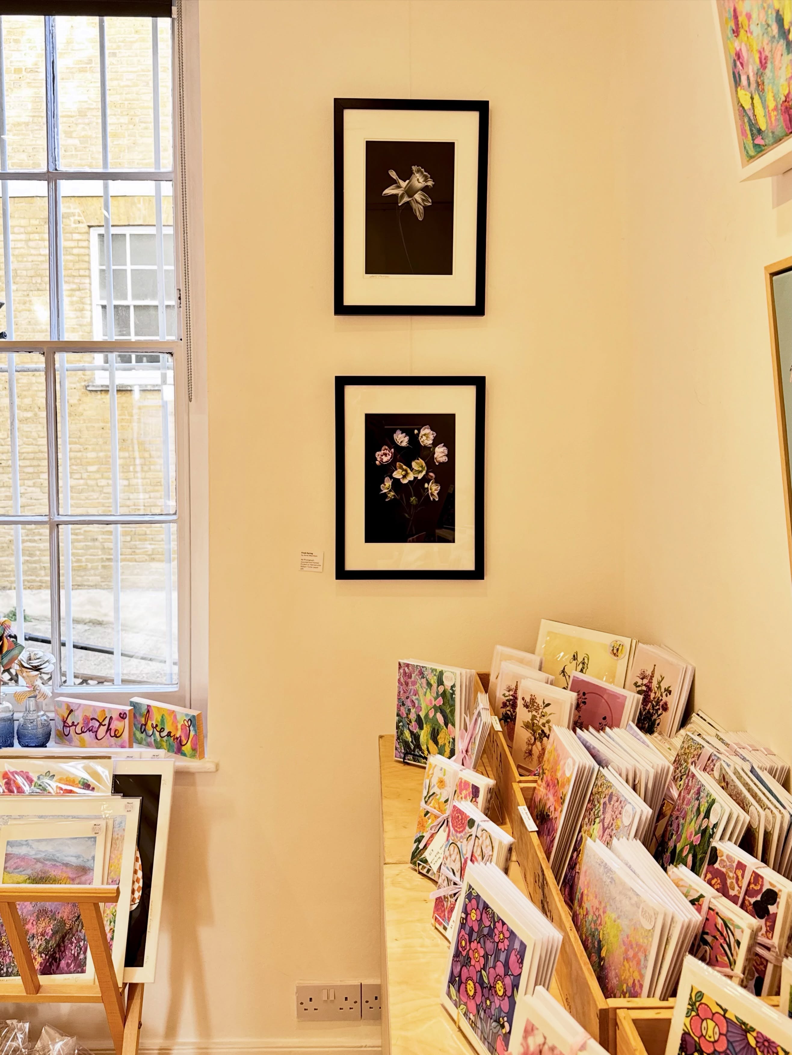 ๐ธ
A few snaps of the gallery.
We have been busy talking to visitors, having such a fantastic time. I have to admit everyone seems to be far more knowledgeable about art and photography than me! Everyone gives me the name of another photographer to look up so I am learning so much, thank you ๐ฅฐ
#annemacintyre #floralphotography #flowerphotography #floralprint #frommygarden