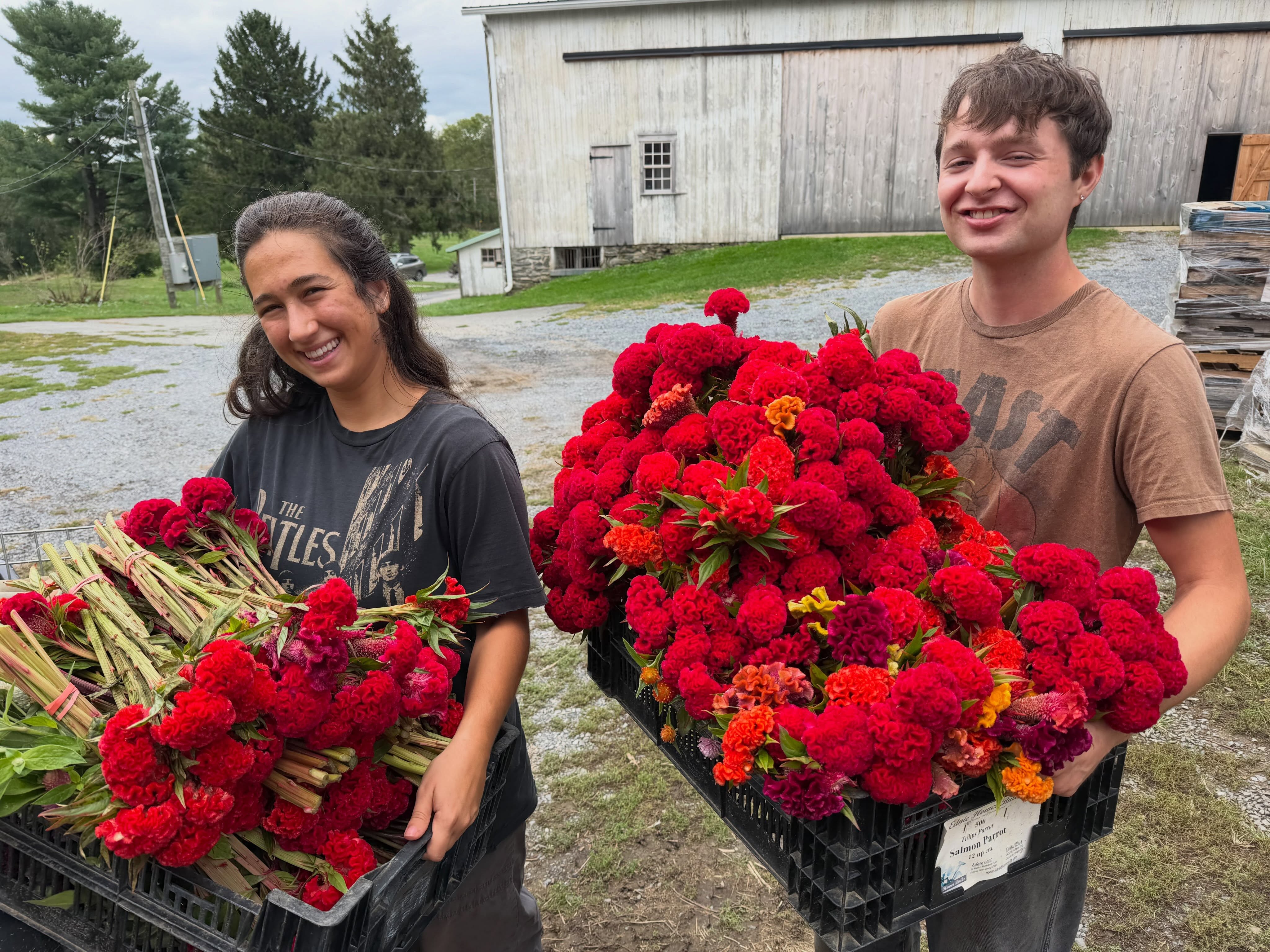 During the fresh flower CSA season we are typically setting aside flowers ideal for drying. We choose them based on color, texture and unique elements to our seasonal wreaths. In the next couple of weeks we will begin pressing our everlasting Harvest Wreaths. We have been bunching celosia, gomphrena, statice, strawflower, artemisia and more. Isabel and Avery are carrying crates of celosia heading to the flower drying loft. Stay tumed for when @lancasterfarmfresh opens the online shop to get yours!