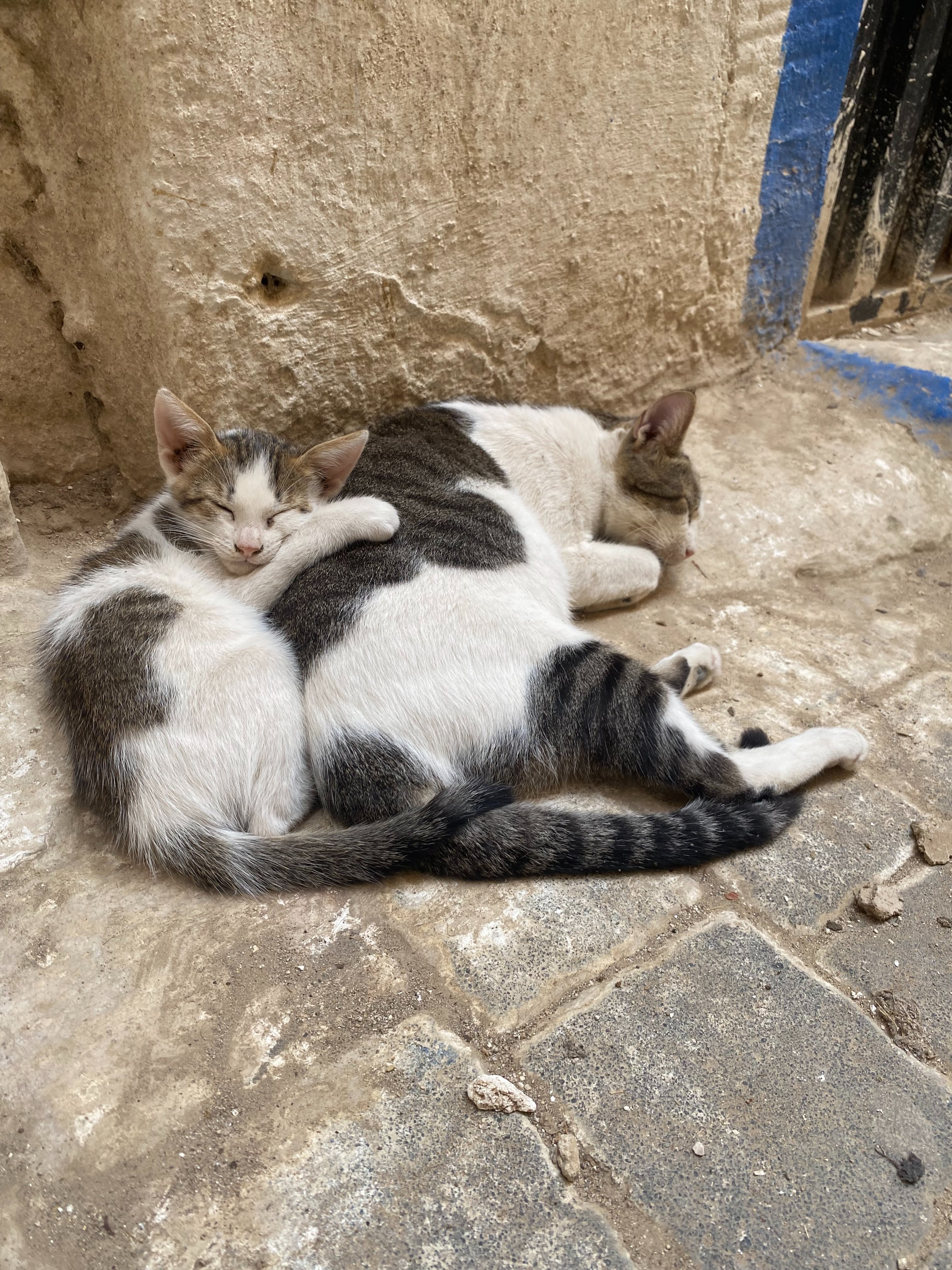 The amount of stray cats on the streets of Morocco is truly mind-boggling, they are beloved and walking around is a wild ride of adorable kittens running amok while their mamas look just like exhausted mamas everywhere. Papas nowhere to be seen smh. Threw in a couple cute dogs for good measure - stray dogs of Tangier occupy public space alongside humans and seem to be collective pets, known and loved by the people around them.