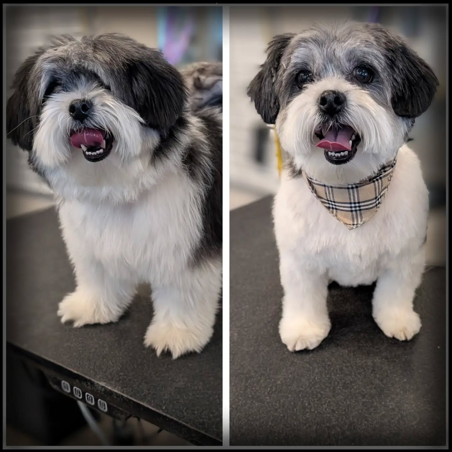 Welcome this little guy Max to @yellowdogancaster