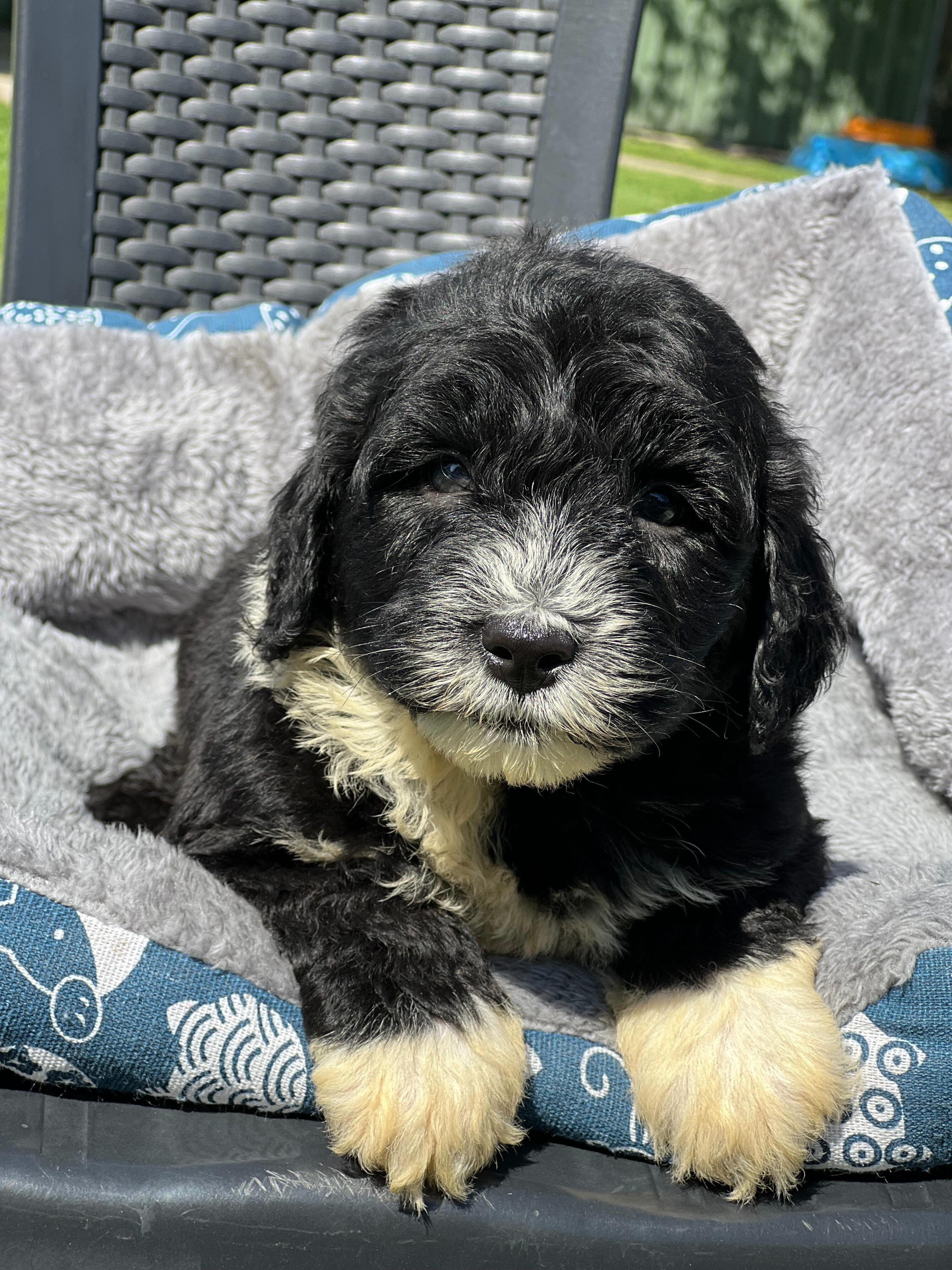 One look at those eyes and your heart might just melt! ๐ฅน๐ค
Our beautiful F1B Sheepadoodle female is full of fluffy charm and puppy sweetness.
โจ Breed: F1B Sheepadoodle
๐จโ๐ฉโ๐ง Parents: Julia Roberts & Andy
๐
Born: 24/8/2026
๐ Ready for her new home: 2/11/2026
๐ Sex: Female
๐ข Microchip: 956000019453562
๐ Source: BR100575
A gorgeous little girl with plenty of cuddles to give! ๐พ๐
#SheepadoodleLove #SheepadoodleGirl #FluffyPuppy #PuppyLove #puppiesdownunder