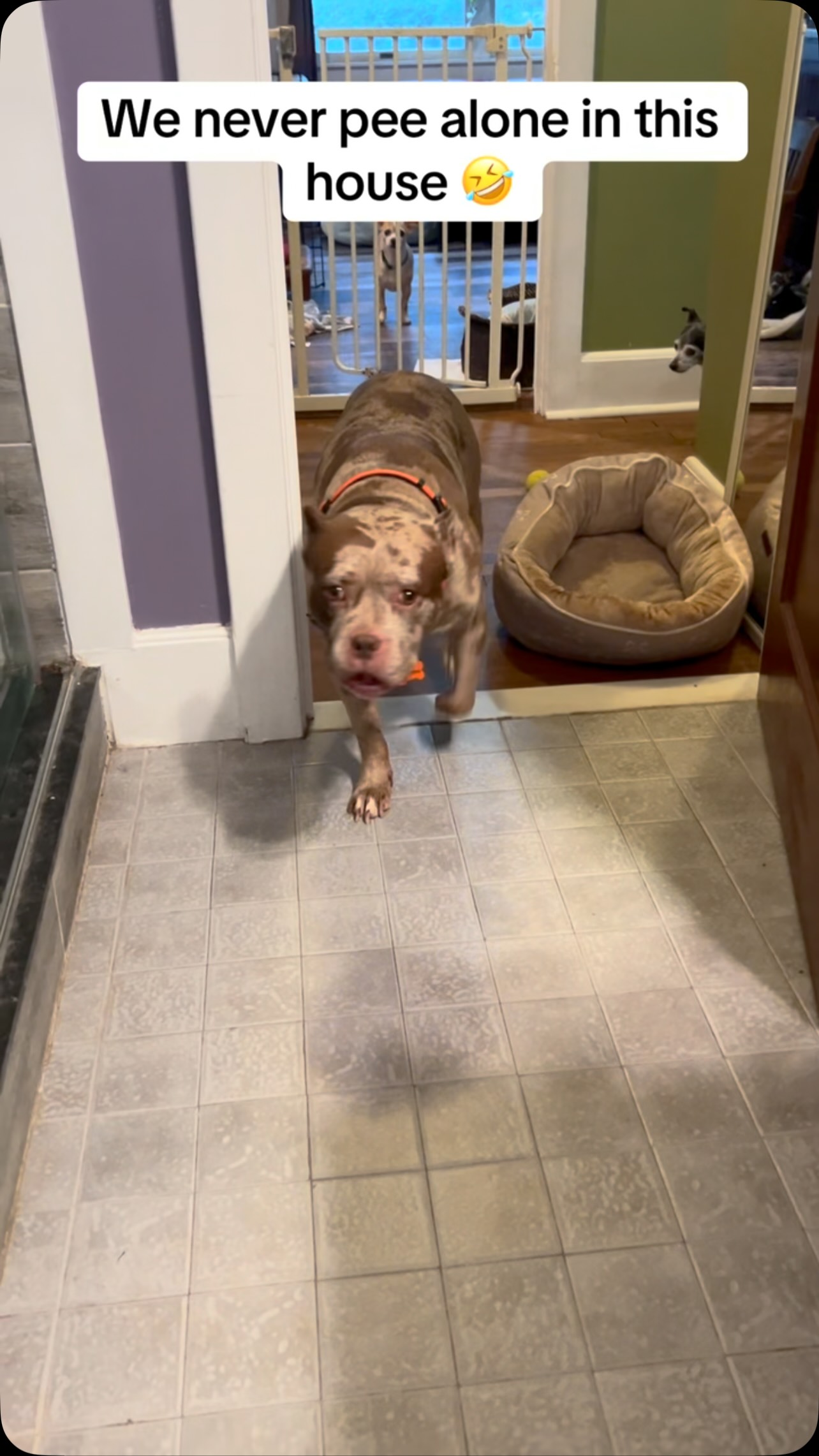 They all join me in the bathroom at some point during the day 🤣 #seniordog #seniordogrescue
