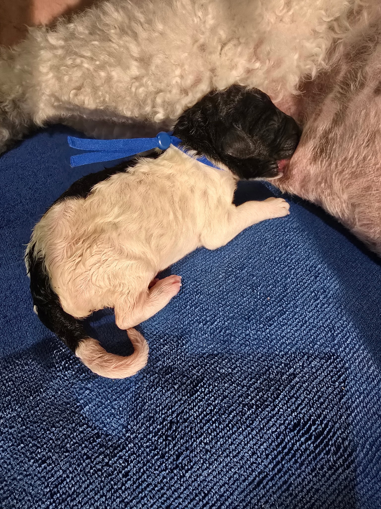 The first baby of the Paradise litter, Sunrise (M) π
Midnight Γ Sage
Born September 10, 2026, at 10:10 PM
Birth weight: 11.0 oz
Color/pattern: Black brindle parti
Midnight β AKC PR25003604 | CHIC 202898
Sage β AKC PR26570402 | CHIC 205008
@princetinpaws @encantospoodlepr
#poodle #puppy #poodlebreeder #AKC #UKC