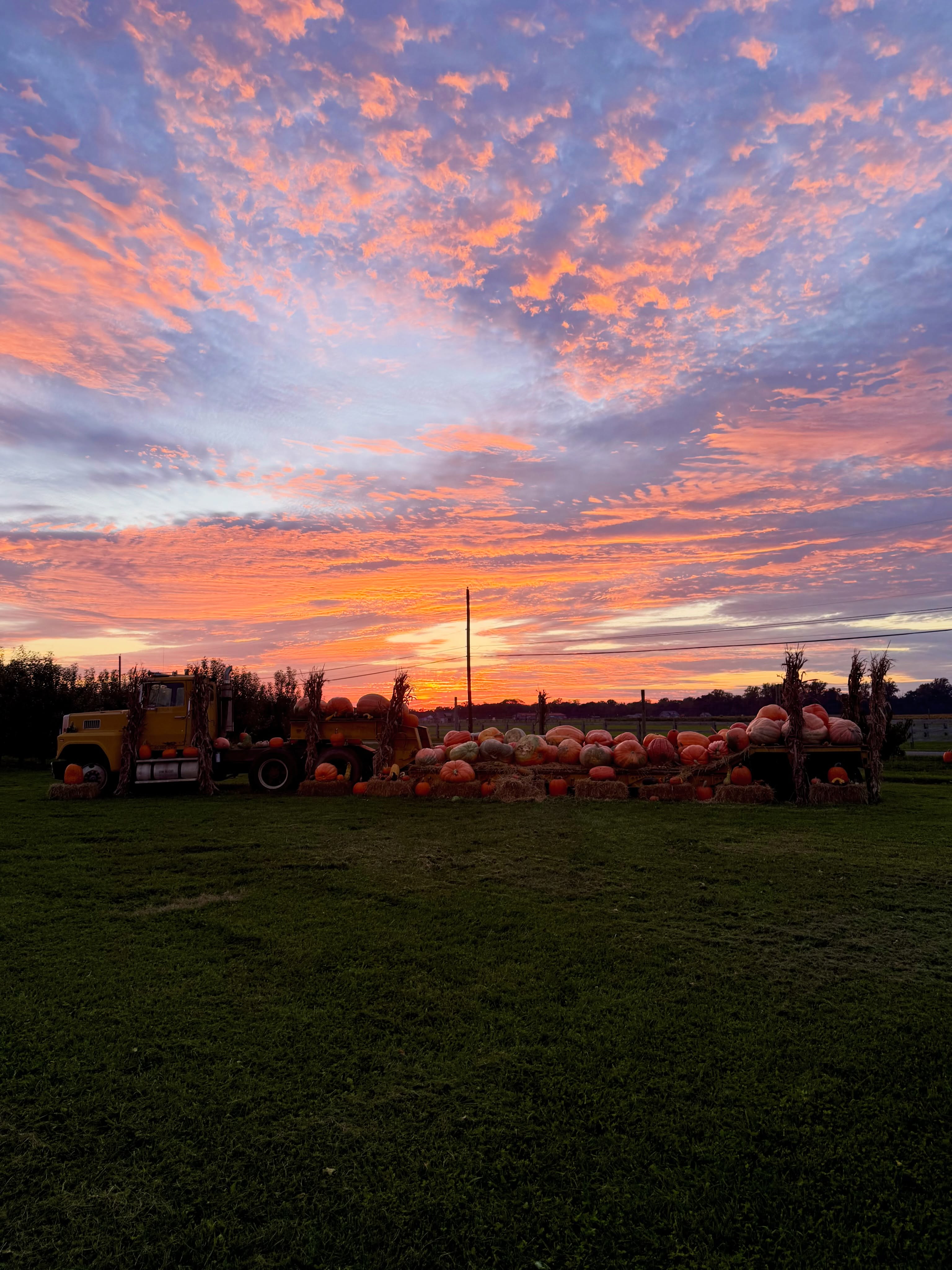Quiet moments at the farm last night before the hustle and bustle of a weekend filled with Fall Festivities ✨ I was a little skeptical when my Dad parked that big truck out in the field, but now that it’s loaded with all those “Prizewinner” pumpkins, I totally see his vision!
🎃Pick-your-own pumpkins directly from the vine!
🍎Pick-your-own apples: LIMITED SUPPLY THIS YEAR!
💐Pick-your-own flowers: sunflowers, zinnias, celosia, and more.
🌽2026 Corn Maze🦅!
🌽Corn Pit!
🐥Red Valley Ranch Pony Rides & Petting Zoo (Saturday & Sundays only, cash only, separate from admission ticket)
🚜Hayride
🍔Food Tent (Saturday & Sunday only)
🍦Ice Cream Truck (Saturday & Sunday only)
🥦Fall Veggies + Brazilian speciality veggies at our tent
🍯Local Honey from @gardenstateapiaries
🍂Fall Flowers at our tent: Mums, Asters, African Marigolds, Montauk Daisies + cornstalks, Indian Corn, & straw bales for fall displays!
⏰Fridays, 9:30-4:30 pm last entry | Saturdays & Sundays, 9:30-5:30 pm last entry
💵We take cash & card!💳
Visit our website (link in bio) for more info!