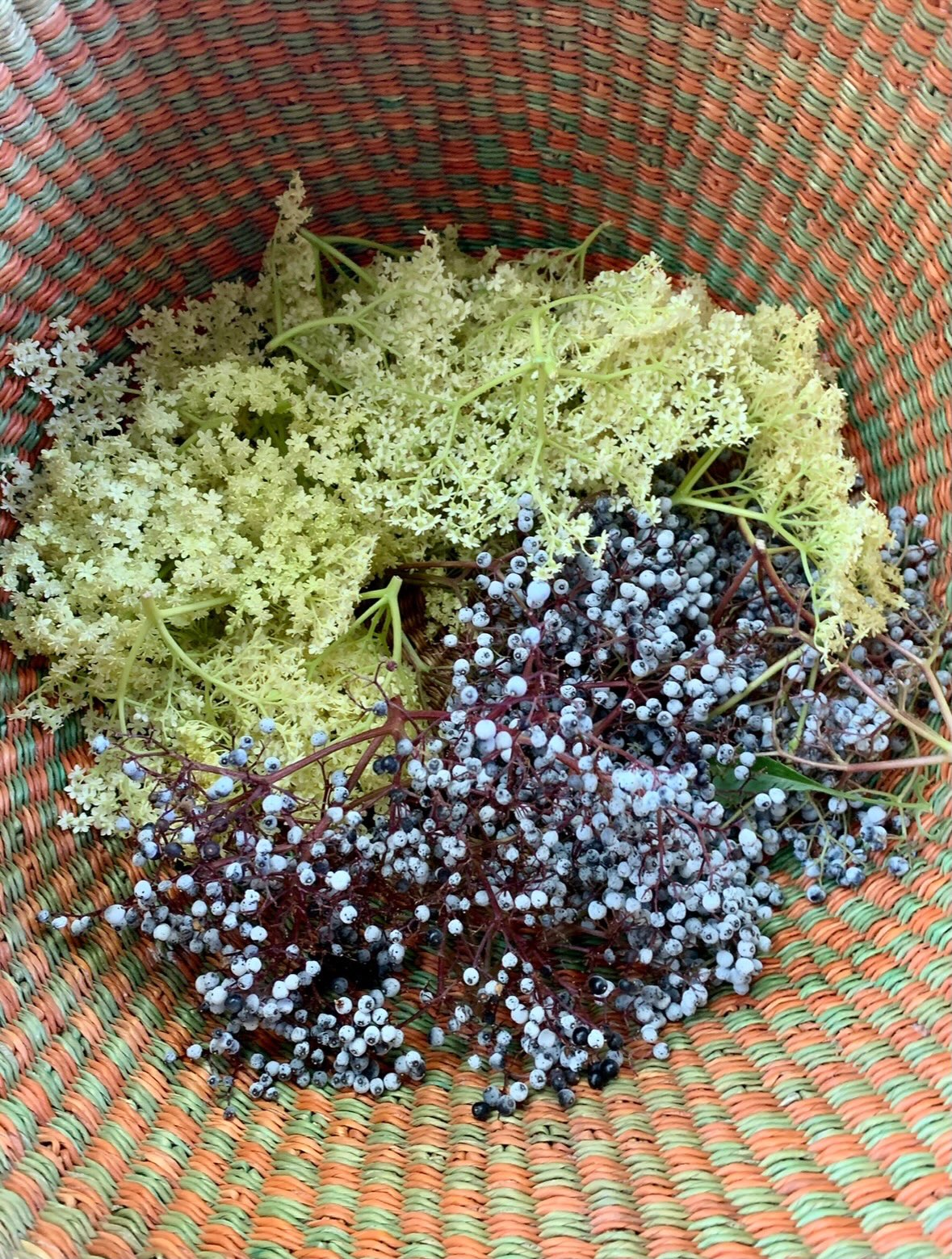 And just like that our final Seed to Bottle gathering of the year is upon us. Come be held in community and joined by the spirit of the elder as we step into the darker days of Autumn💜 October 23rd-25th
Together we will:
🔥Warm ourselves with elder toddies by the fire
🌱learn how to put the garden to bed and gather and save the seeds for next year
🥣Make our own elderberry elixirs to fortify ourselves and our communities through the Winter
✨Learn about elder medicine and it’s applications
🔮Explore the mysteries and folklore surrounding this long revered and deeply sacred tree
🍁Enjoy the abundance of this year through shared farm-to-table meals
Please join us if you’re feeling the call 💜
DM for more info or check out the link in bio 🔗