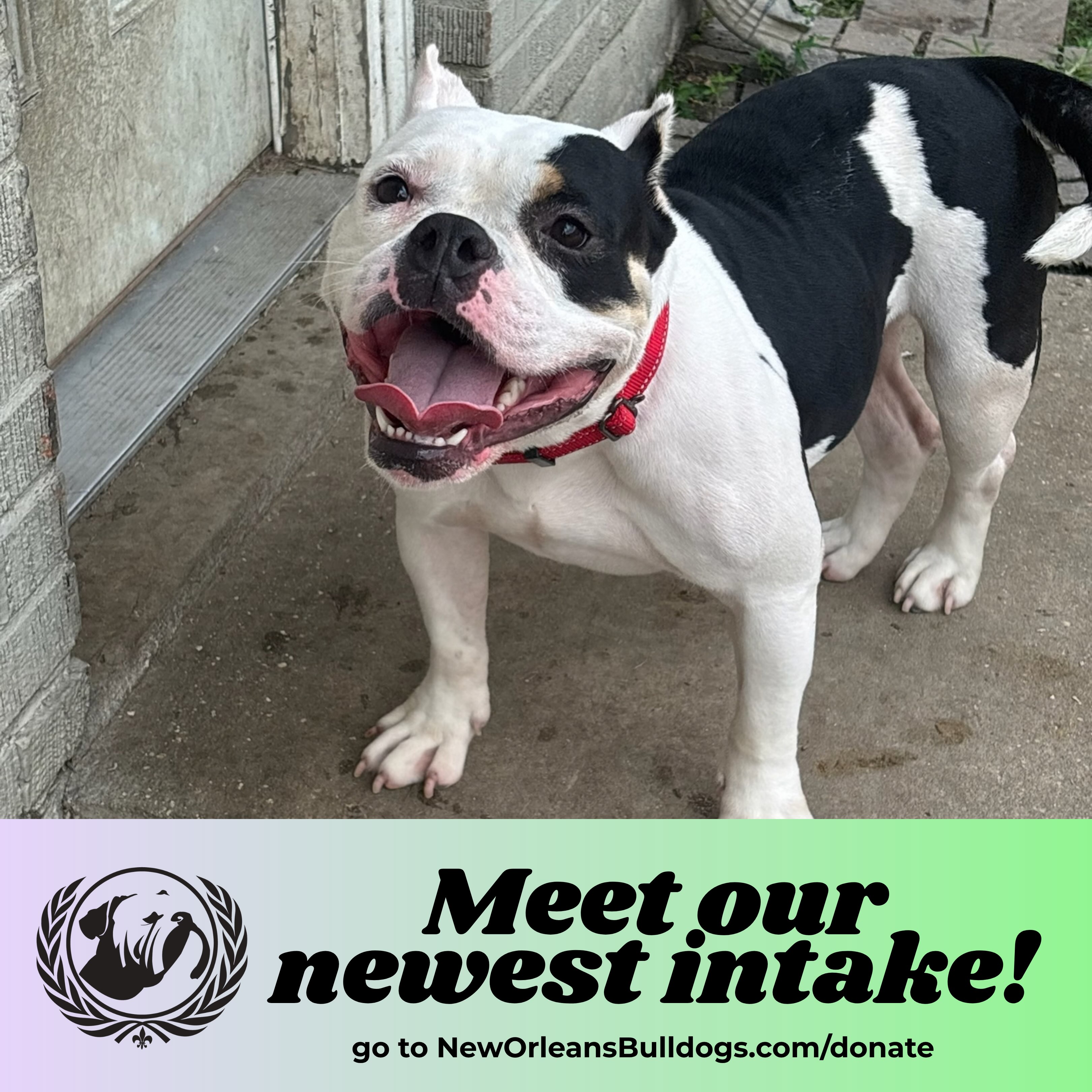 ❤️ Meet Mandi.
Mandi is just 2-3 years old. She’s 44 pounds, she’s a Bulldog mix, and she’s a friendly, joyful girl. But behind that happy personality is a young dog whose body has already endured too much pain.
Mandi’s hips are so painful that she can’t even jump. It’s heartbreaking to think about a dog this young living with that kind of pain. She has obviously lived a hard life, and yet somehow, she remains sweet and full of joy. 🥹
She didn’t choose the life she was given. She didn’t choose to be in pain. But now that she is in our care, we can choose something different for her. We can choose to find out why her joints are causing so much pain. We can choose to remove the abdominal tumor she is carrying. We can choose to give her the medical care she needs and a chance to finally feel good. 🩺🐾
We’re optimistic that her abdominal tumor is benign, but Mandi still needs abdominal surgery, and we’re continuing to work through the issues affecting her joints. The veterinary care ahead will be expensive.
And the truth is, we can only help dogs like Mandi because of generous individuals like YOU. ❤️ We don’t have big grants, foundations, or governments funding us. We’re a small, grassroots community fueled by compassion and grit.
Your generosity gives us the ability to take a dog who has been hurting and say, “We’ve got you now.”
Mandi is worth fighting for. She is worth the medical bills, the hard days, the uncertainty, and every bit of effort it takes to give her a better life.
Every donation, even a small one, helps us get Mandi closer to a future where her story is no longer about pain, but about all the good things she has yet to discover. ✨
If you can’t donate, please share Mandi’s story. That costs nothing and can make an enormous difference.
Thank you for being the reason we can help dogs like Mandi. We truly couldn’t do this without you. ❤️
✅ Venmo: @neworleansbulldogs
✅ Paypal: NewOrleansBulldogs@gmail.com
✅ Zelle: NewOrleansBulldogs@gmail.com
✅ Directly to Bayou Paws Veterinary Hospital @ (504) 474-9956 for New Orleans Bulldog Rescue
#adoptdontshop #BulldogRescue #RescueDog #SecondChance