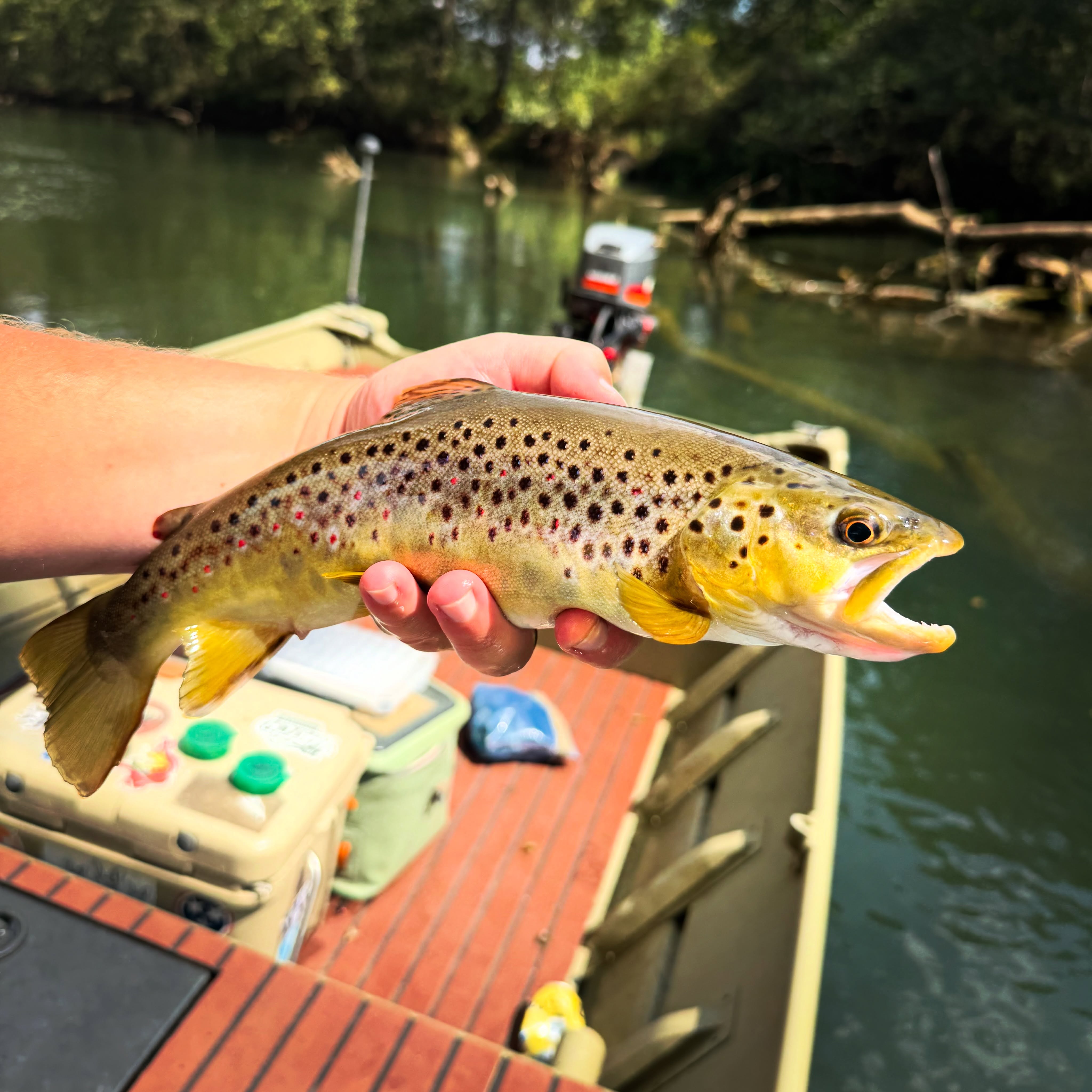Catching brown trout 👍. Catching brown trout from a John boat 👍👍👍👍
@lake.wheeler
~
#flyfishtennessee