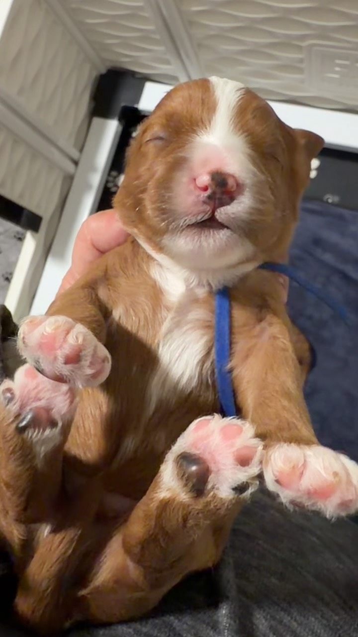 Bigger every day! Penny’s perfect #cavapoo #puppies #puppypawscolorado #doodlepuppy #puppylove
