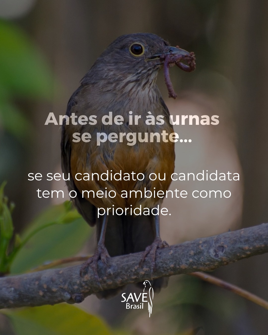 Apoiar a conservação é importante. Escolher representantes que tratem o meio ambiente como prioridade também.
Proteger uma ave é também proteger o ambiente onde ela vive. E proteger esses ambientes significa cuidar de florestas, manguezais, rios, áreas costeiras e tantos outros espaços que sustentam a biodiversidade e também a vida das pessoas.
A SAVE Brasil trabalha todos os dias para que a conservação aconteça na prática. Mas organizações da sociedade civil não fazem esse trabalho sozinhas. Políticas públicas, orçamento, leis, fiscalização e decisões de governo também criam as condições para que a proteção da natureza avance ou não.
Antes de ir às urnas, reflita sobre se o seu candidato ou candidata leva a crise climática a sério.
#SAVEBrasil #MeioAmbiente #Biodiversidade #eleições2026 #PautaAmbiental