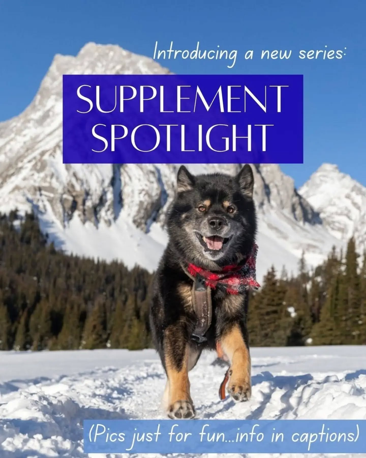 IDK if you've noticed but the supplement market is booming these days. Every day we see new products popping up in our algo, and we often get contacted by brands asking us to collaborate with them promoting some new supplement.
We are big proponents of supplementation, but given the huge and unregulated market we approach these products with skepticism. We try to look beyond the ad slogans & anecdotes. We spend a lot of time talking with our trusted vets across various specialties, and we read published studies & meta analyses in an attempt to sort out which supplements we actually want to try, and which are just cashing in on hype.
We've had a lot of separate convos lately with like-minded dogmoms, so we decided to bring that discussion to our feed in this new series! We don't claim to know it all, but we will share our approach and reasoning behind our choices. We hope to spark conversation so that we can learn from this community as well!
We'll try to post an entry in this series every week or two, with each entry after this intro spotlighting a different category of supplement. For each one we'll dig into:
πΈWhen it might be helpful vs when you should avoid it
πΈWhat (if any) evidence exists to support claims of benefit
πΈHow we choose a product within that category (if we use it)
But in this first intro carousel we are just going to describe our overall approach in a little more depth to help set the stage for what comes later!
I'll also pin each installment in the series to a highlight on my profile as I post them, so anyone that's interested can later find them easily all in one spot.
This series will be all about supplements which are meant to be....well, supplementary. They are little nutraceutical nudges that we hope will promote a state of wellness within the body over time. But before we go any further I need to make this clear:
π¨π¨π¨
Supplements are NOT medications, they are DEFINITELY NOT cures, and they SHOULD NOT BE USED AS SUBSTITUTES FOR MEDICATIONS OR VETERINARY CARE.
I cannot emphasize this enough: if your dog is showing new signs of illness or pain, get out of the supplement aisle and go visit your vet.
π¨π¨π¨
ALWAYS discuss