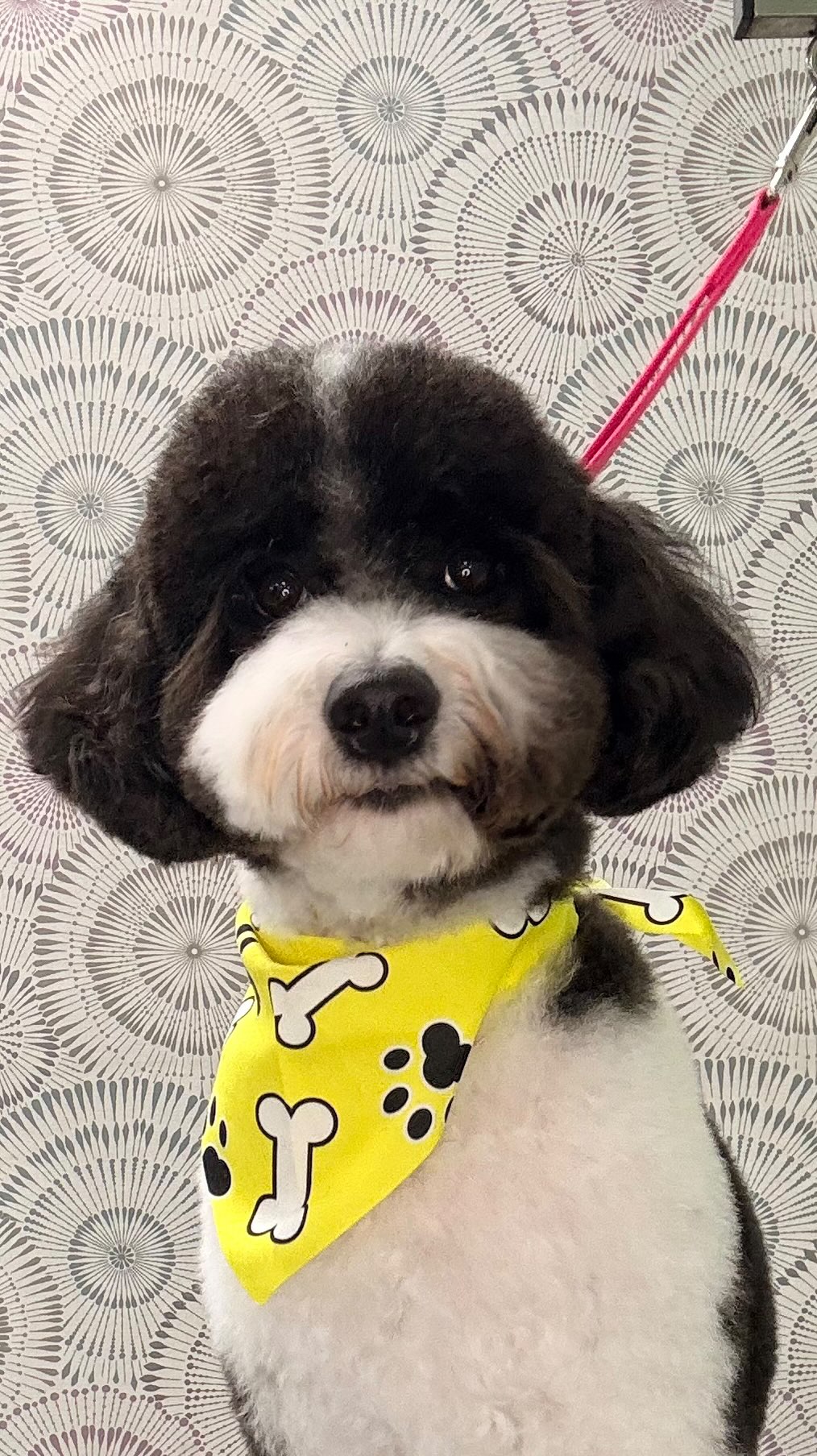🐾✨ Regular grooming is more than just looking good — it’s an important part of your pet’s overall care.
Consistent grooming helps keep your pet’s coat clean, healthy, and free from painful mats and tangles. It also gives us the opportunity to notice changes in their skin, ears, paws, nails, and overall condition that might otherwise go unnoticed. 🐶❤️
✨ Helps prevent matting and skin irritation
✨ Keeps nails at a healthy length
✨ Supports healthy skin and coat
✨ Helps keep ears clean and comfortable
✨ Reduces dirt, buildup, and unpleasant odors
✨ Makes pets more comfortable and confident
✨ Creates a positive grooming routine from an early age
And perhaps most importantly, regular grooming helps your pet become comfortable with the grooming process. The more consistent their visits are, the more familiar and relaxed they can become with being handled and pampered.
At City Pooch, we believe grooming should be a positive experience — because a clean, comfortable, well-cared-for pet is a happier pet. 🐾💗
📍 1686 Coral Way, Miami
📞 305-859-7829
Healthy coat. Happy pet. Better grooming experience. ✨