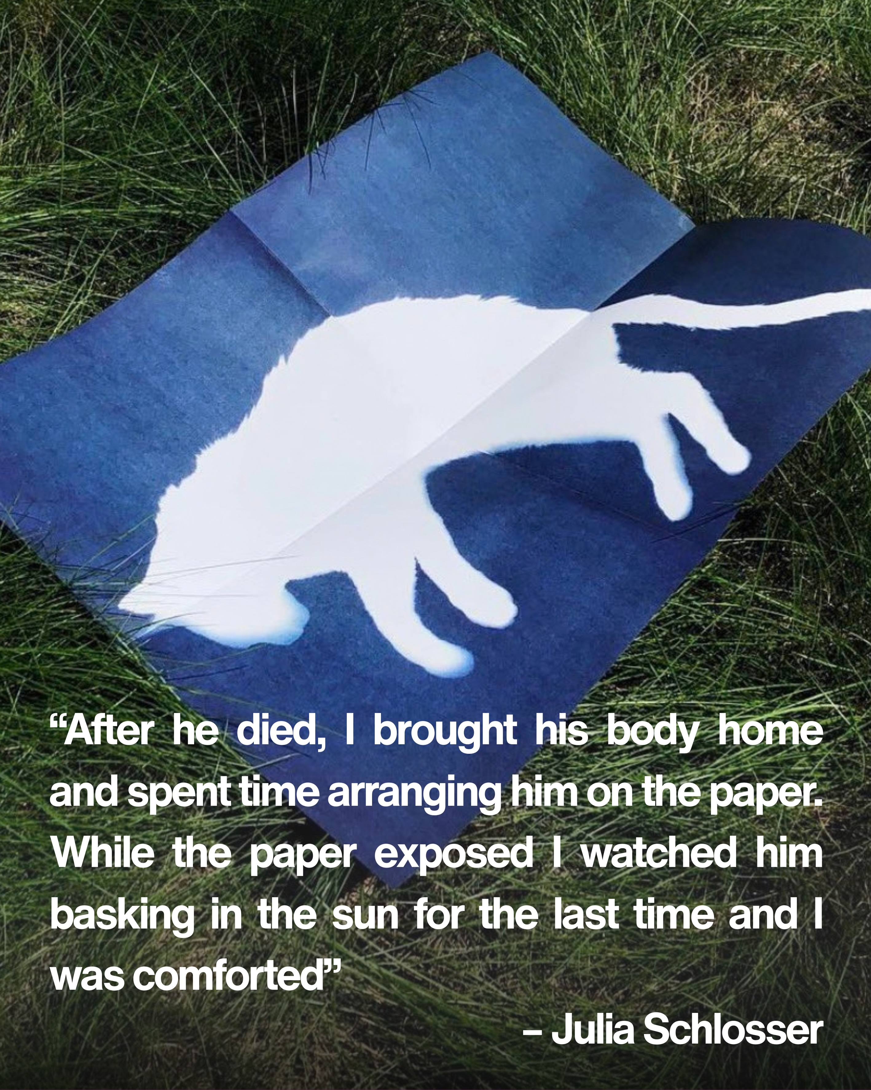 After her cat Alex passed away in July 2018, Los Angeles–based art historian and photographer @julia_schlosser brought his body back to her home and placed him outside on four sheets of cyanotype paper for his final bask in the sun.
Cyanotype, a popular Victorian printing technique, relies on a chemical reaction between iron salts that turns a vivid deep blue when exposed to UV light. Objects placed on the paper block the sun’s rays, leaving behind a striking, ghostly silhouette of their form.
Schlosser’s prints of the cyanotype were reproduced by @smingsmingbooks at a 1:1 scale preserving Alex’s exact physical presence. Rest in Peace Alex 🪽
#cat #catloss #grief #cyanotype #cyanotypeprint