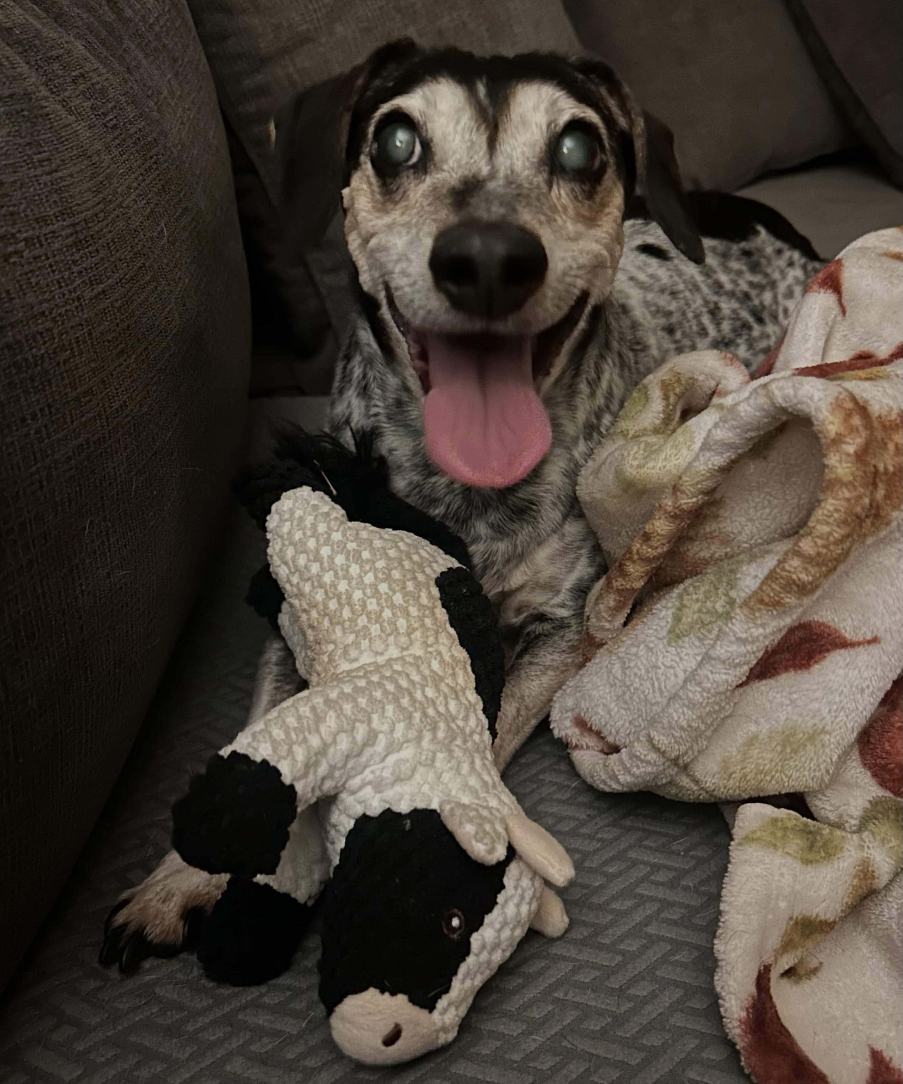 Happy Friday from our happy little friend, Buddy! π Grab your favorite toy and have a great weekend! πΎ
#happyfriday