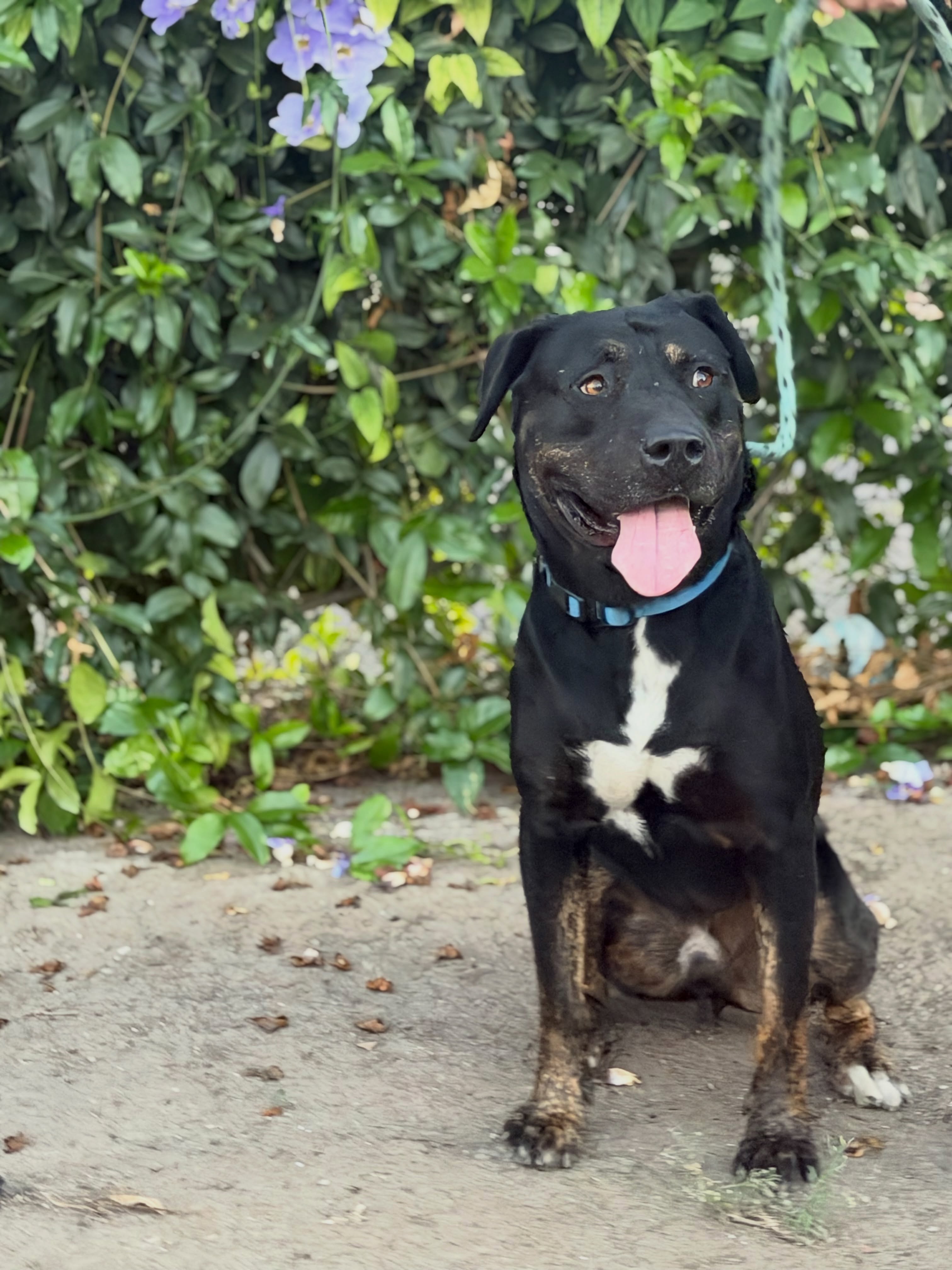 If you prefer uncomplicated relationships, Carl may be your guy. Adoptable from @lbanimalcare Carl is sweet, gentle and very responsive to training. But he already has a lot of the basics down: good on leash, house trained, and does well around other dogs. Carl was in a two week foster with a volunteer so they can get to know him better. They found him to be incredibly easy and lovable. He’s a little sporty, but he also just loves to be indoors with his people. And beyond the handsome looks is a little bit of goof, as evidenced by his silly facial expressions here. Thank you for going on our shelter pack walk today, Carl. It was beautiful to see you so relaxed with your friends at the park. Go meet Carl at Long Beach Animal Care Services. And come to our Pit Bull Appreciation Day event on Oct 10 at Marina Vista Park to meet some of the wonderful dogs from LBACS. Sometimes, they just need to be seen. Help share them. Link in bio.