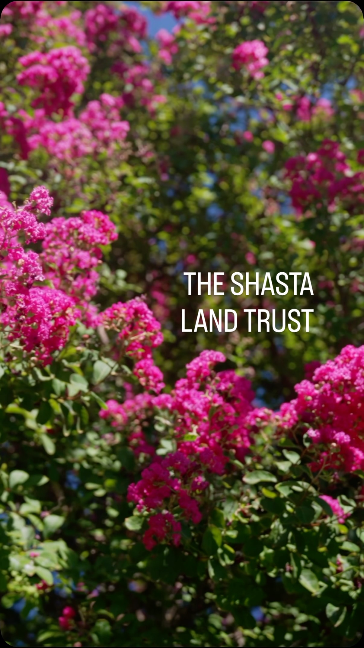 Some places in Shasta County will look exactly the same 100 years from now, and that’s on purpose.
I sat down with Paul Vienneau, Executive Director of Shasta Land Trust, to hear why they do this work. I walked away reminded that the open land, creeks and ranches we love around here don’t protect themselves.
This October, you can be part of it.
Lands & Legacy: A Benefit Dinner for Conservation
October 10th, 5:30pm-8:30pm | On these gorgeous grounds
It’s dinner outdoors, in good company, on land that’s been saved for good. Every ticket goes toward keeping North State land the way we love it.
Tickets can be purchased here: https://www.eventbrite.com/e/lands-legacy-a-benefit-dinner-for-conservation-tickets-1983491832465?aff=oddtdtcreator
Bring a friend who loves this place as much as you do.
.
.
#ShastaLandTrust #LandsAndLegacy #ReddingCA #ShastaCounty #NorthStateLiving LandConservation ShingletownCA