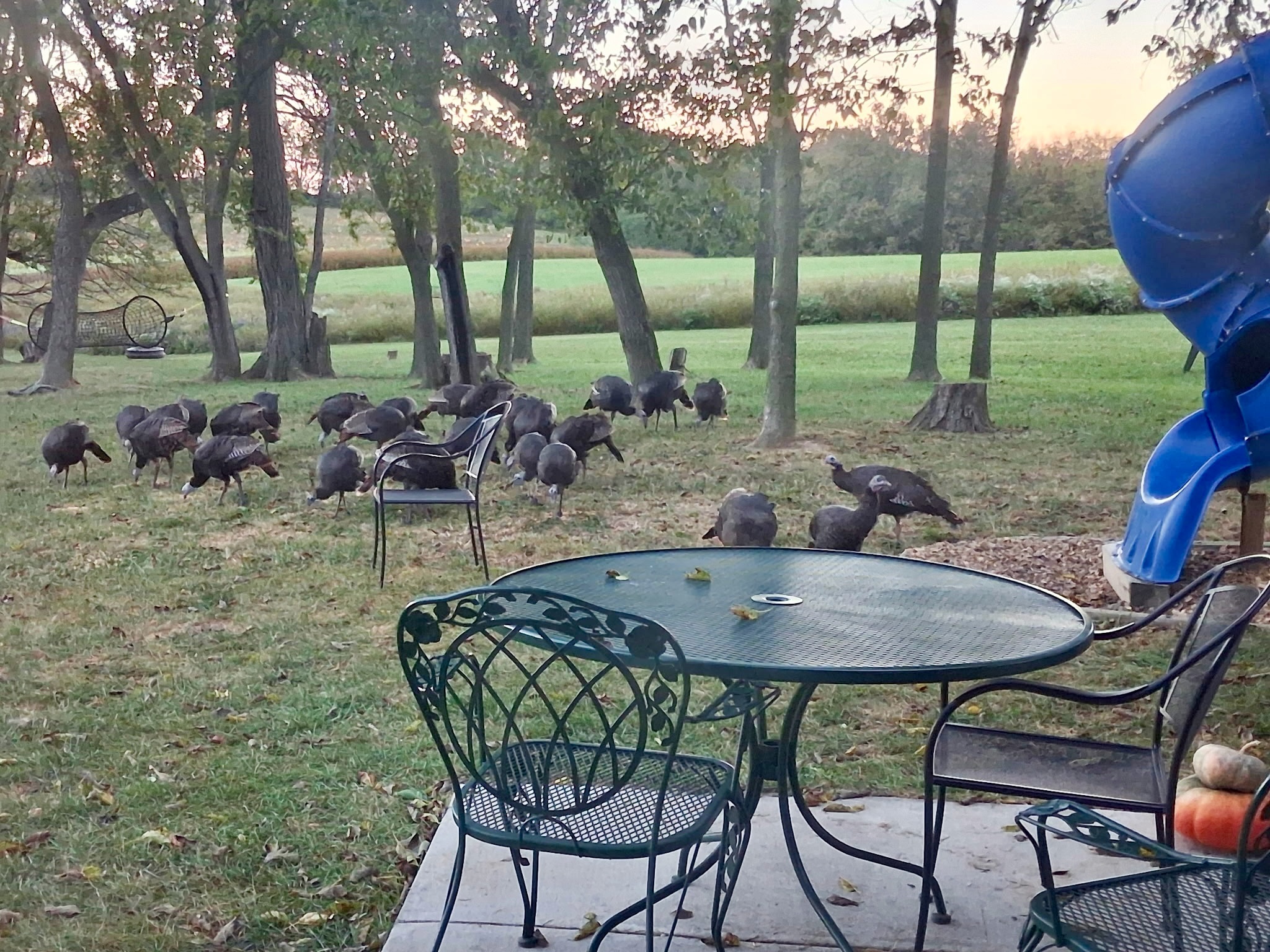 Good morning. Bring your family out today - the wild turkey family is already here! We’re open today (Tuesday) 10am - 2pm for our Fall Break and Homeschool Day.
How many turkeys do you count?
#turkeyfamily #homeschoolday #fallbreakfun