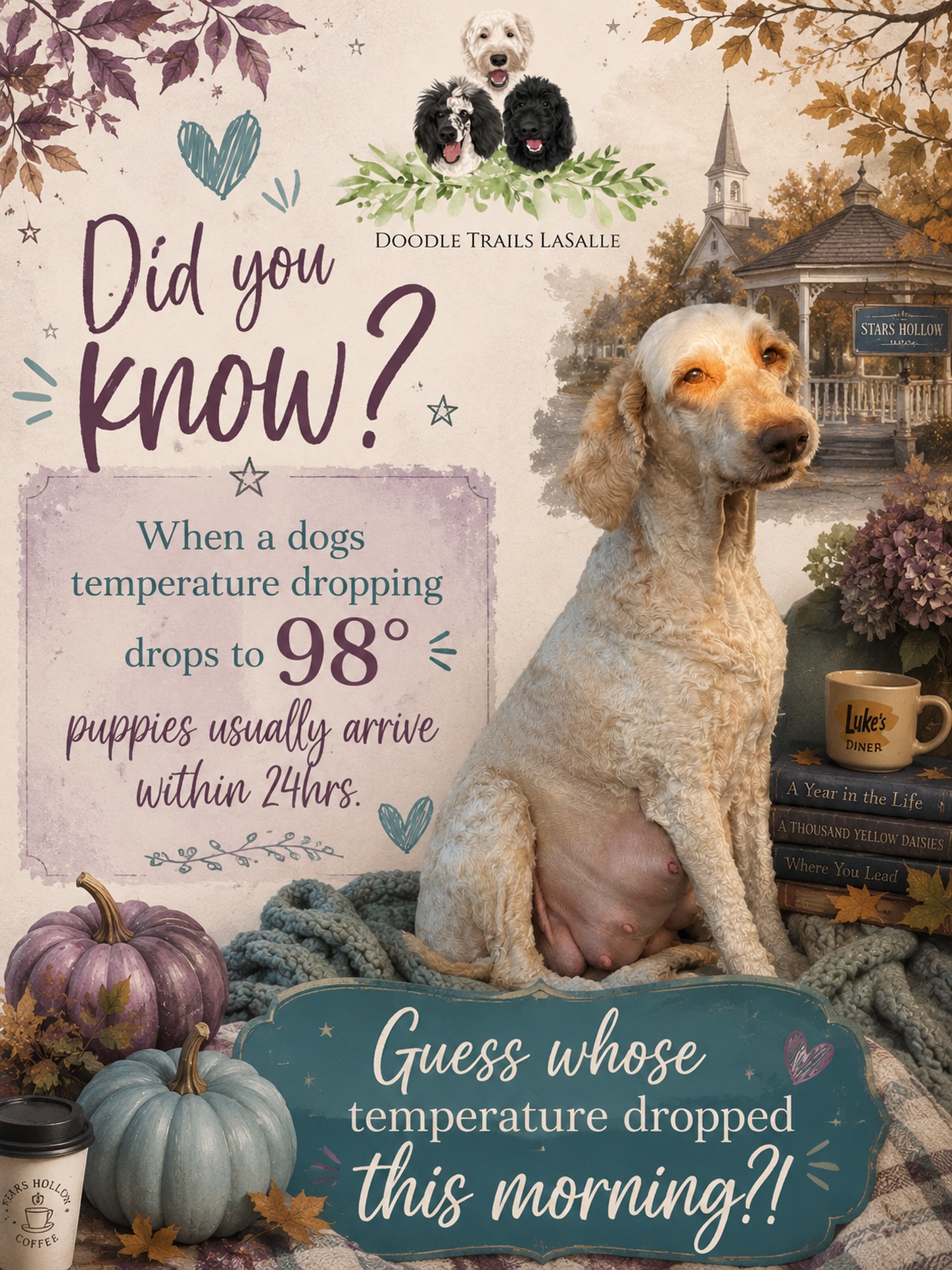 Looks like we’ll be meeting these little babies very soon!
Violet’s temperature dropped this morning… and we officially start counting down the hours and prepping the puppy nursery!