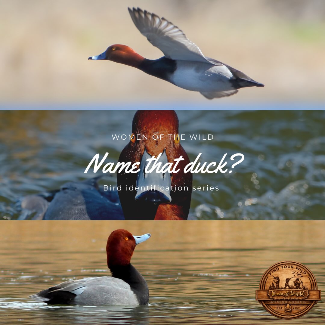 Bird Identification Series
🦆 NAME THAT DUCK
Time to put your duck identification skills to work!
Drop your guess in the comments, what duck do you think this is? Guess before seeing others answers, or looking it up.
🔎 A few hints:
• Look at the overall shape and size of the bird.
• Pay close attention to the head shape and profile.
• The male has a very distinctive head and neck coloration during breeding plumage.
• Look at the contrast between the head, body, and bill those details can help you make a quick identification in the field.
• Remember, you may only get a few seconds to look at a bird as it passes by, so learning those key characteristics is important!
FUN FACT:
This duck is known for forming large flocks and can sometimes be found associating with other diving ducks. They’re also strong divers, using their ability to disappear beneath the surface to find food.
Think you know it? Drop your guess below! ⬇️
And yesterday’s answer was the American Wigeon!
For everyone who got it right, way to go! 👏
#waterfowlers #birdidentification #namethatduck #womenofthewild #education