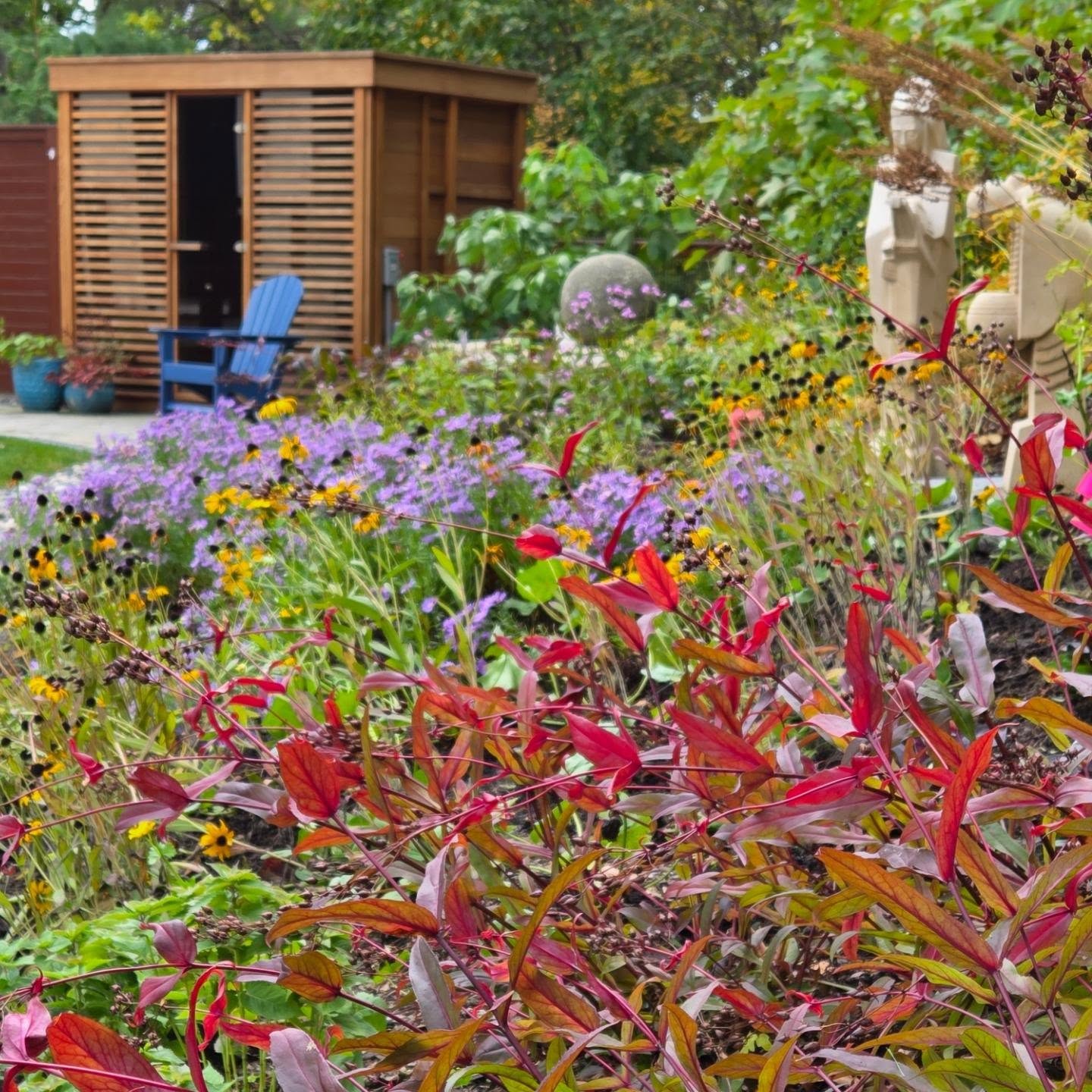 October is here and this garden is still popping with colorful blooms and fabulous foliage! When we design our gardens, we carefully plan out not only the bloom sequence of the flowering plants, but how the foliage plays into the composition.
In the foreground is Husker's Red Beard tongue (Penstemon digitalis), one of my favorite perennials! It's native and flowers in June. The bell shaped blooms are a favorite of hummingbirds and late spring pollinators. In the fall, the seed heads turn dark purple, providing interest all through the winter. And the fall color!?! What a stunning red!!
If you haven't tried this plant, I urge you get out to your local garden center this weekend and plant a few.
@vanberkumnursery
#fallgarden #perennials #angievergelandscapedesign #plantnerd