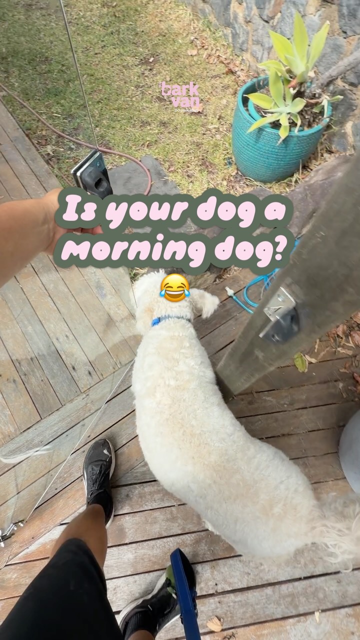 Which pup is your pup? đ
#thebarkvan #brisbanedogwalker