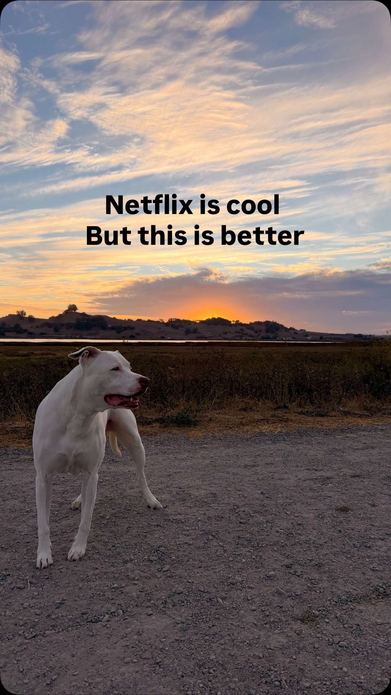 Sunset. Reset. 💖🐾
•
#petaluma #dogmom #sunsetwalk
