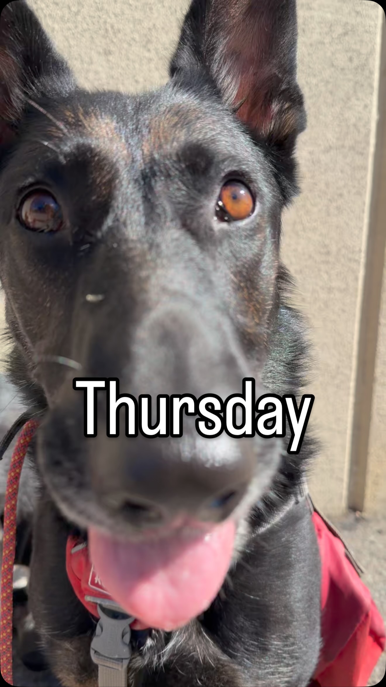 Hello Thursday woofers
•
#doglovers #packwalk #dogwalkers #woofwoof #dogisgood