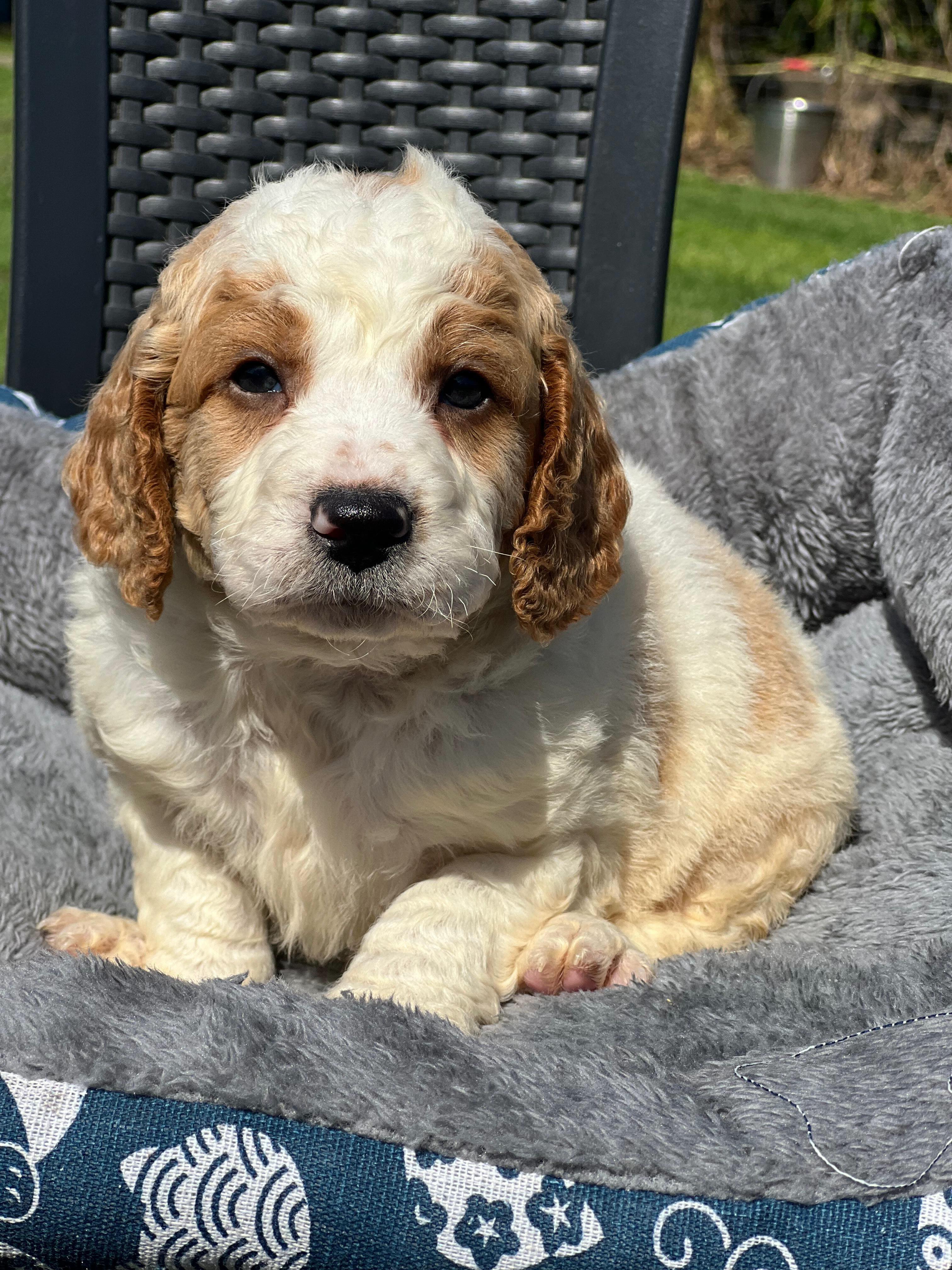 One little bundle of curls, endless puppy potential! ๐
This adorable F1B MiniโMed Groodle boy from Bingo & Jerry is busy growing, playing and discovering the world around him. ๐พ๐
Born: 25/08/2026
Ready for his new home: 03/11/2026
Breed: F1B MiniโMed Groodle
Sex: Male
Parents: Bingo ร Jerry
Microchip: 956000019531317
Source: BR100575
Heโs got the curls, the charm and that irresistible puppy face! ๐ฅน๐ถ๐
#GroodlePuppy #MiniMedGroodle #GroodleMagic #FluffyBestMate #puppiesdownunder