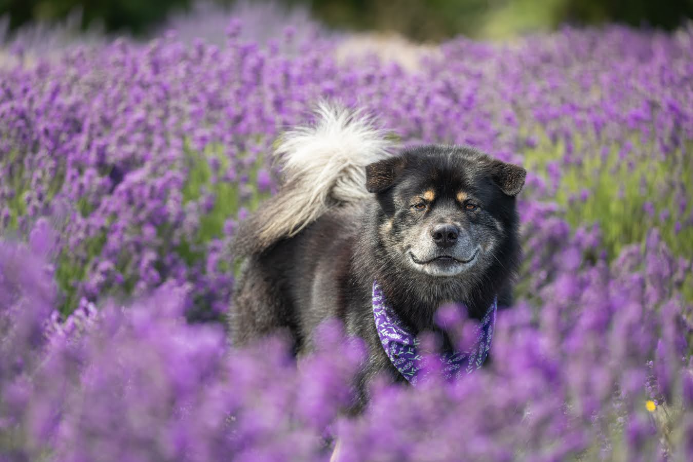 Throwing it back to July, when mom was showing her not-me photos at the Sequim Lavender Festival, and I got to tag along for the weekend! It ended up being too warm so we only did a quick outing to the lavender field.
Now the temperatures are more to my liking, but I'm still recovering from that back injury from a couple weeks ago. :( I'm starting to feel a lot better though. For now pawrents are managing me pretty conservatively because they want to be absolutely sure I'm ready to go for winter fun. But I'm gonna go visit my vet again tomorrow to see how she feels about my progress so far, and what it will imply for my recovery timeline.
In the meantime pawrents can tell I'm feeling better because I am being a little menace on walkies. I don't like it that the walkies are shorter than usual and I make my feelings very clear! π